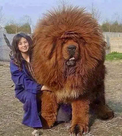 PUNCH: 9 Giants That Made Us Question Reality 15 Massive big red dog