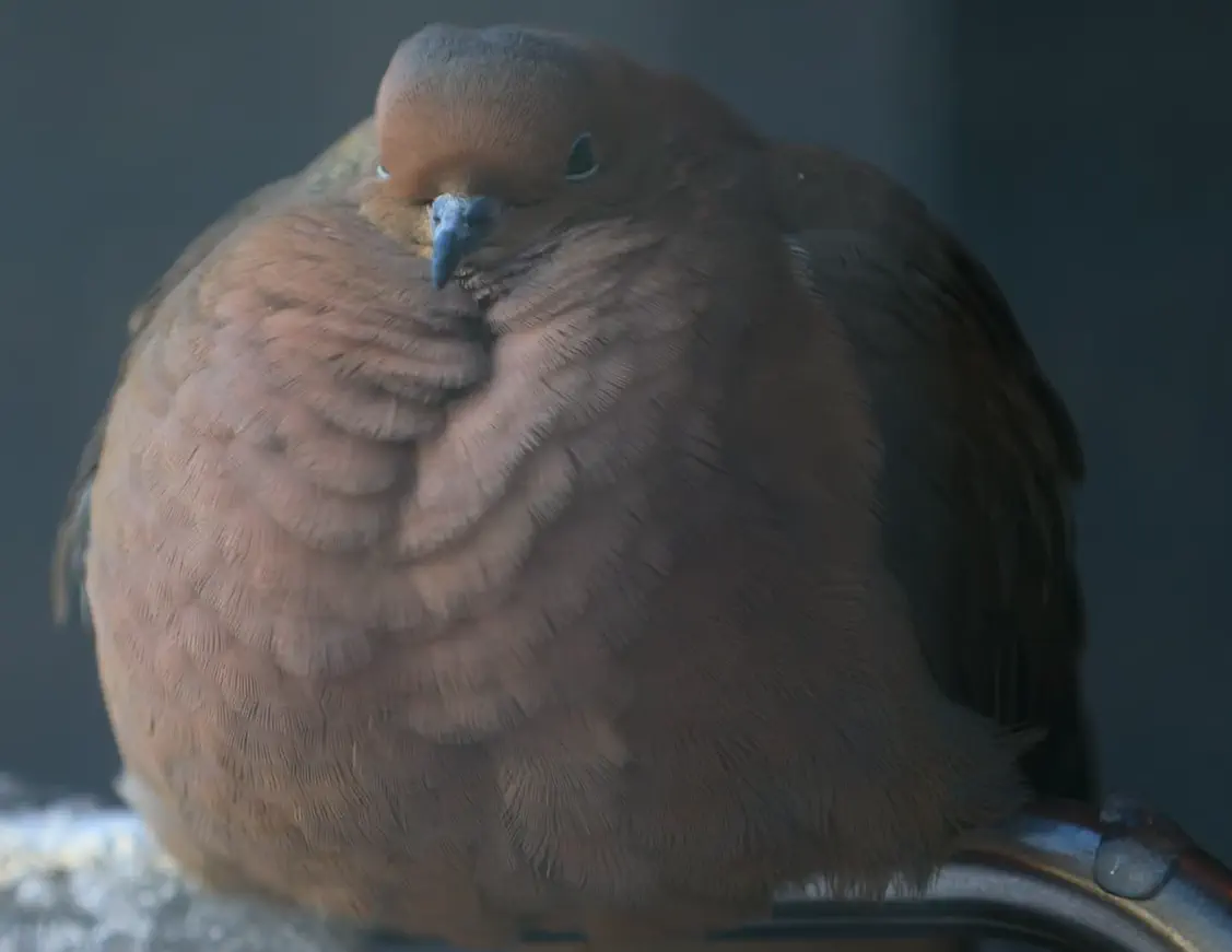 We Found 10 Oversized Wonders That Defy All Logic 🤯 24 Absolute Units of a bird