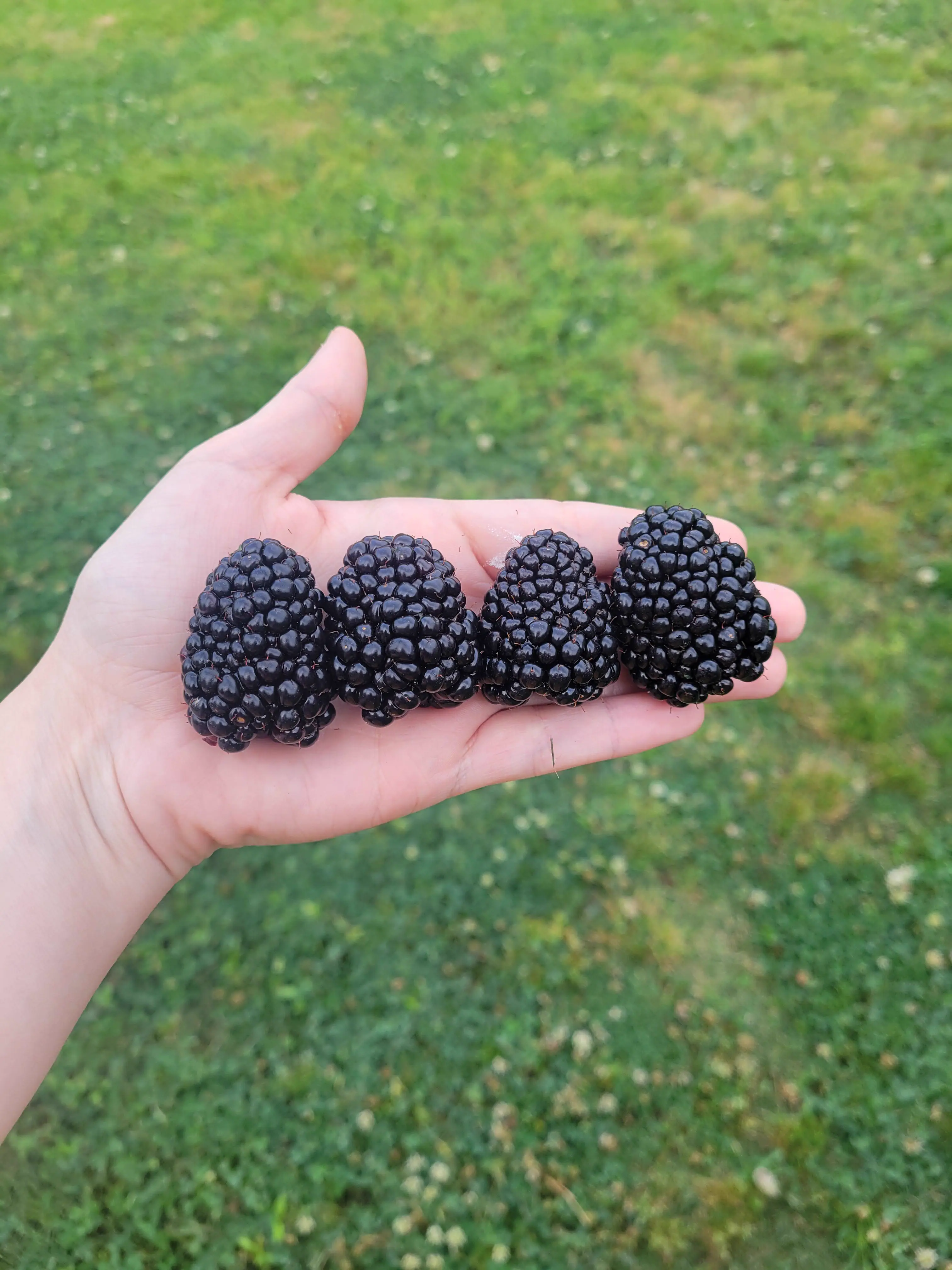 14Colossal Things That Had No Right Being That Big𫣠42 Absolute Units of a blackberry
