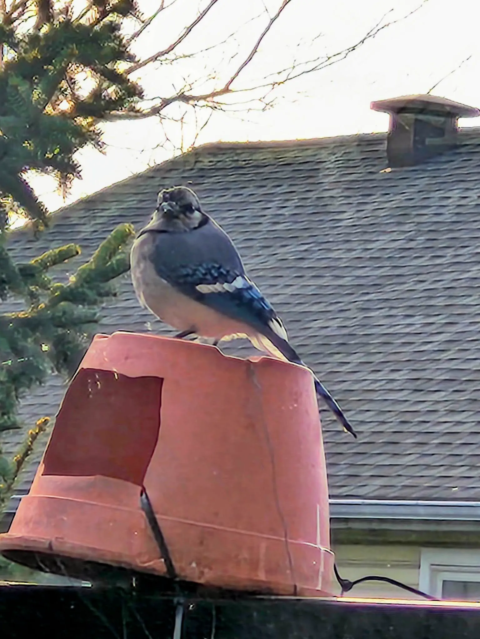 8 Things So Big They Glitched Reality Itself đ« 11 Massive blue jay sitting on a balcony feeder looking impossibly chonky