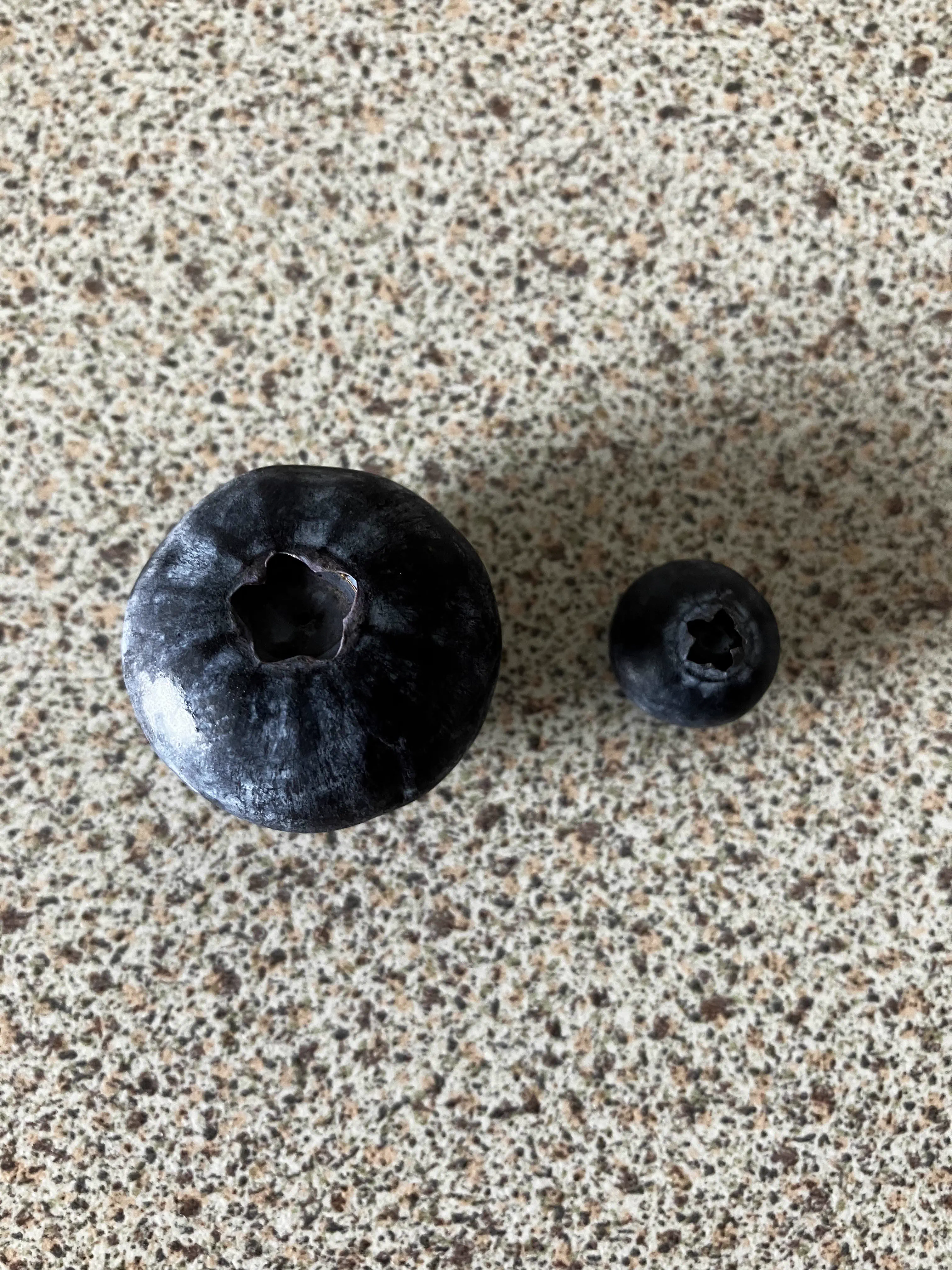 9 Everyday Things That Went Absolutely Feral 🫣 15 Massive blueberry compared to normal sized blueberry