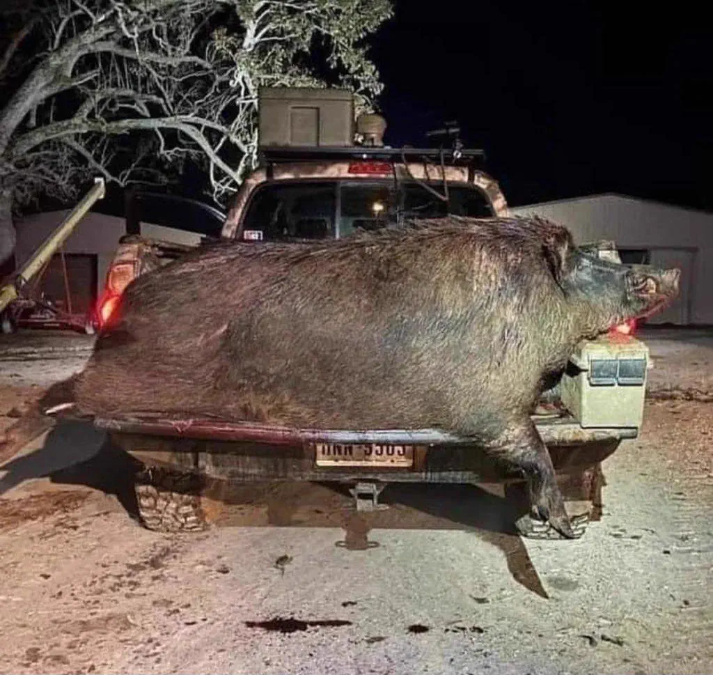 9 Giants That Made Us Lose All Composure đ« 17 Absolute Units of a boar
