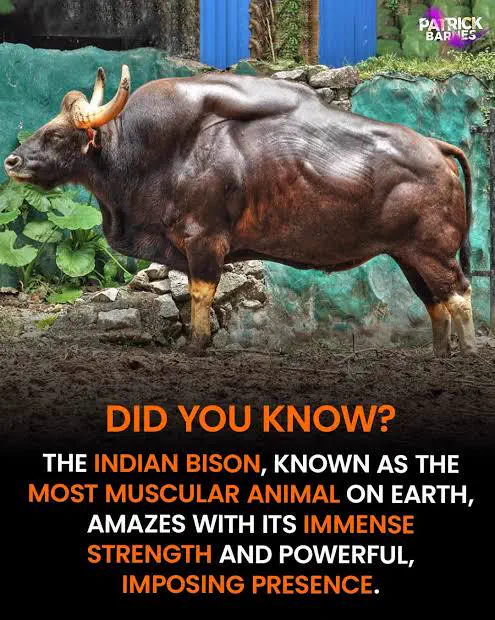 PUNCH: 13 Giants That Made Reality Hit Different đ« 18 Massive bovine