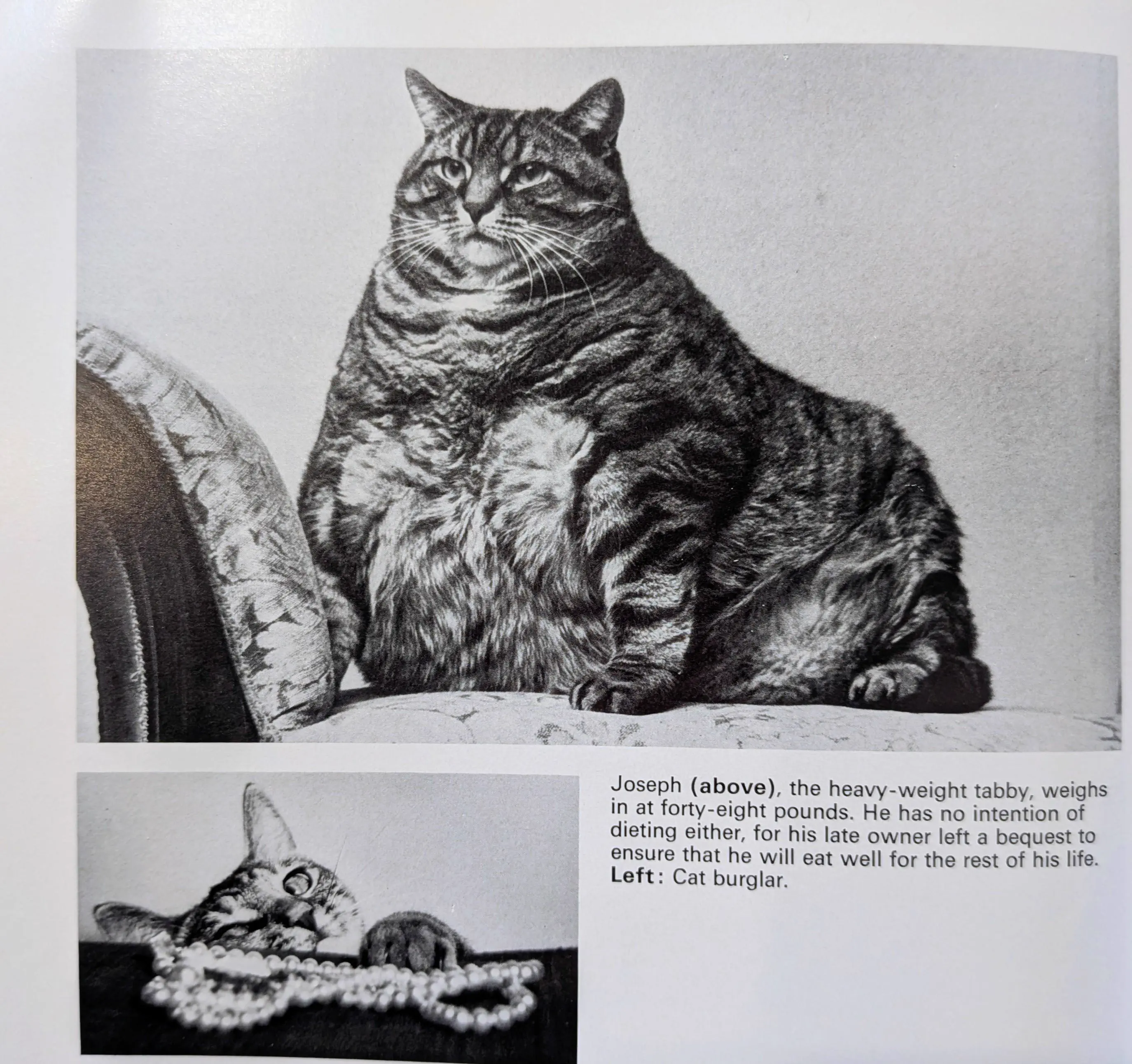 9 Everyday Objects That Went Full Beast Mode đ« 15 Absolute unit of a very large cat
