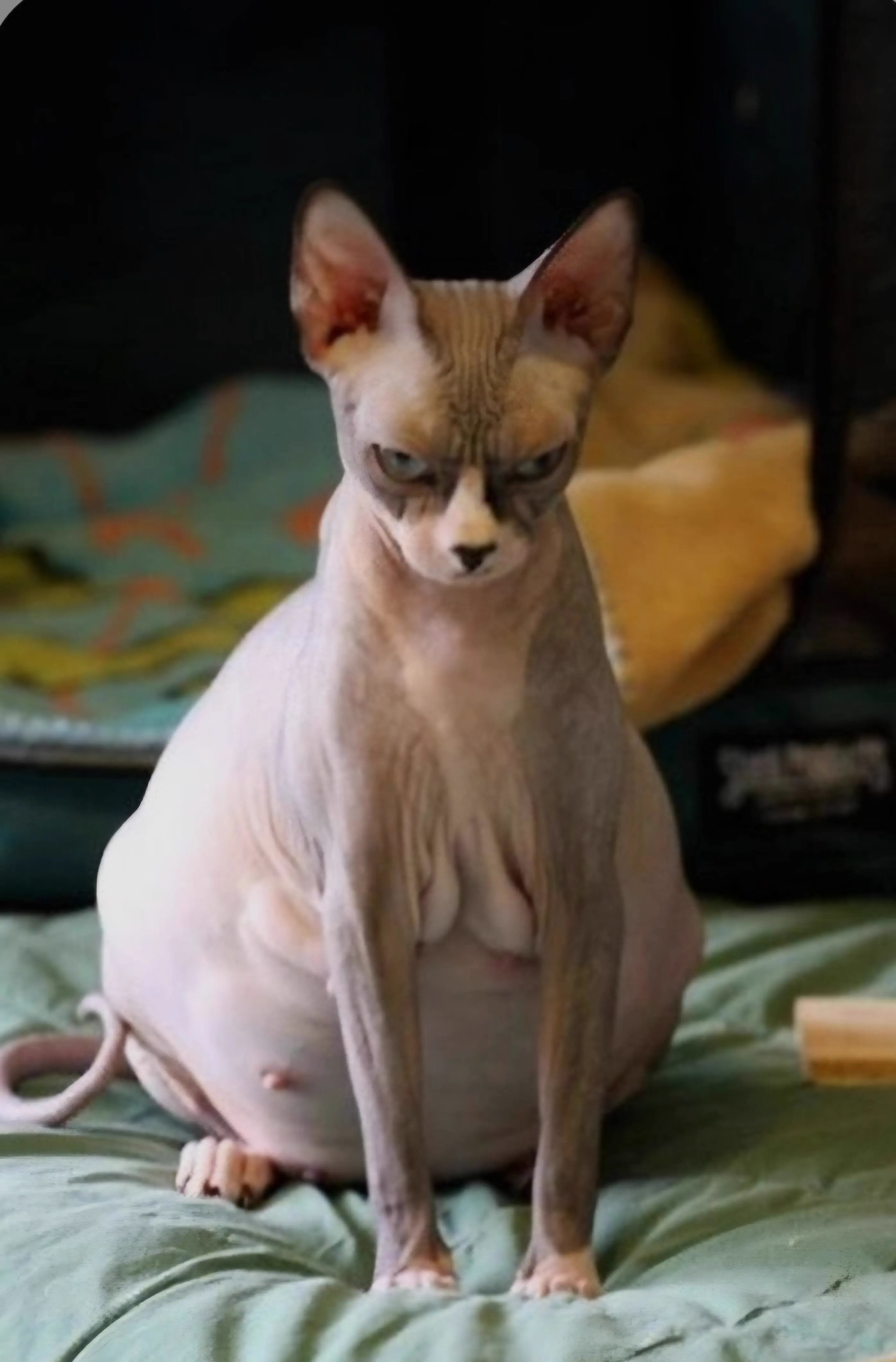 PUNCH: 8 Giants That Made Reality Feel Bugged đ« 13 A remarkably large cat belly