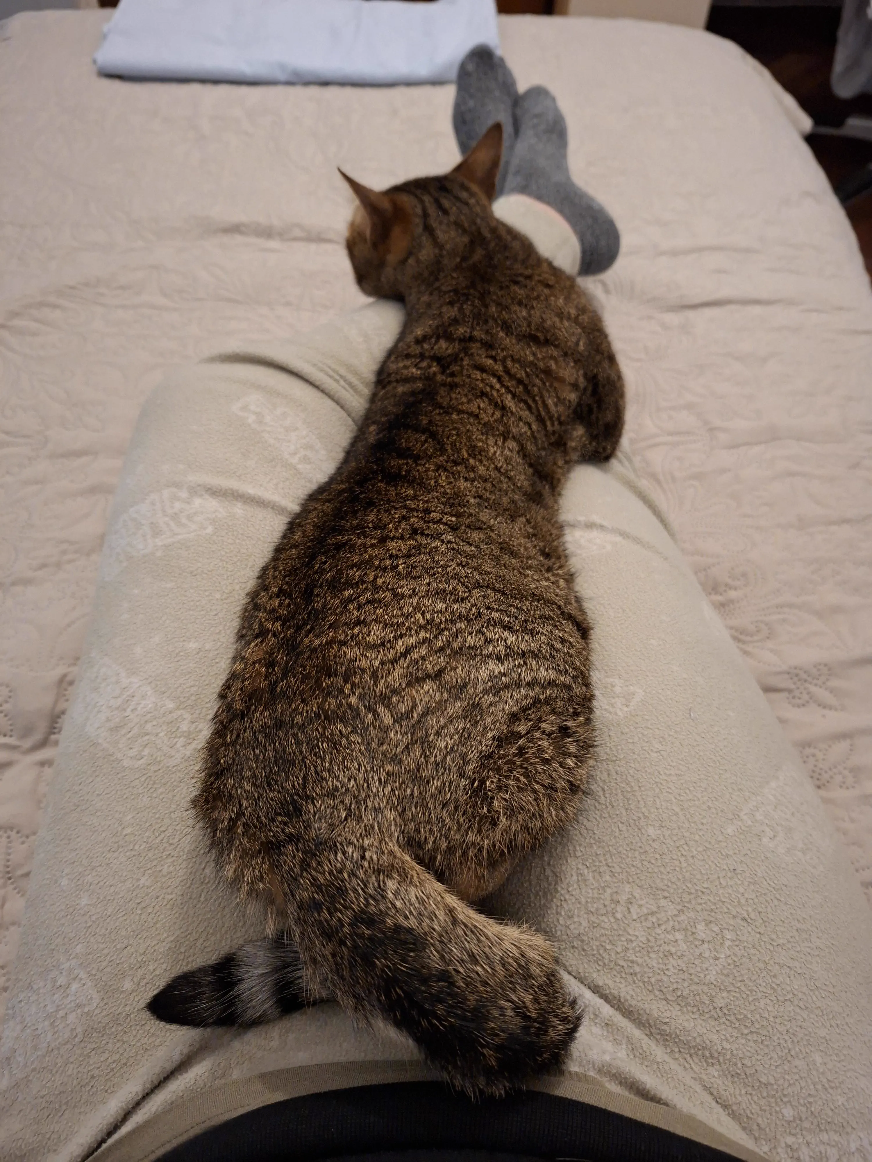 10 Big Boys Who Stole Our Hearts andrecked Usđ« 22 Extremely long cat half a human length