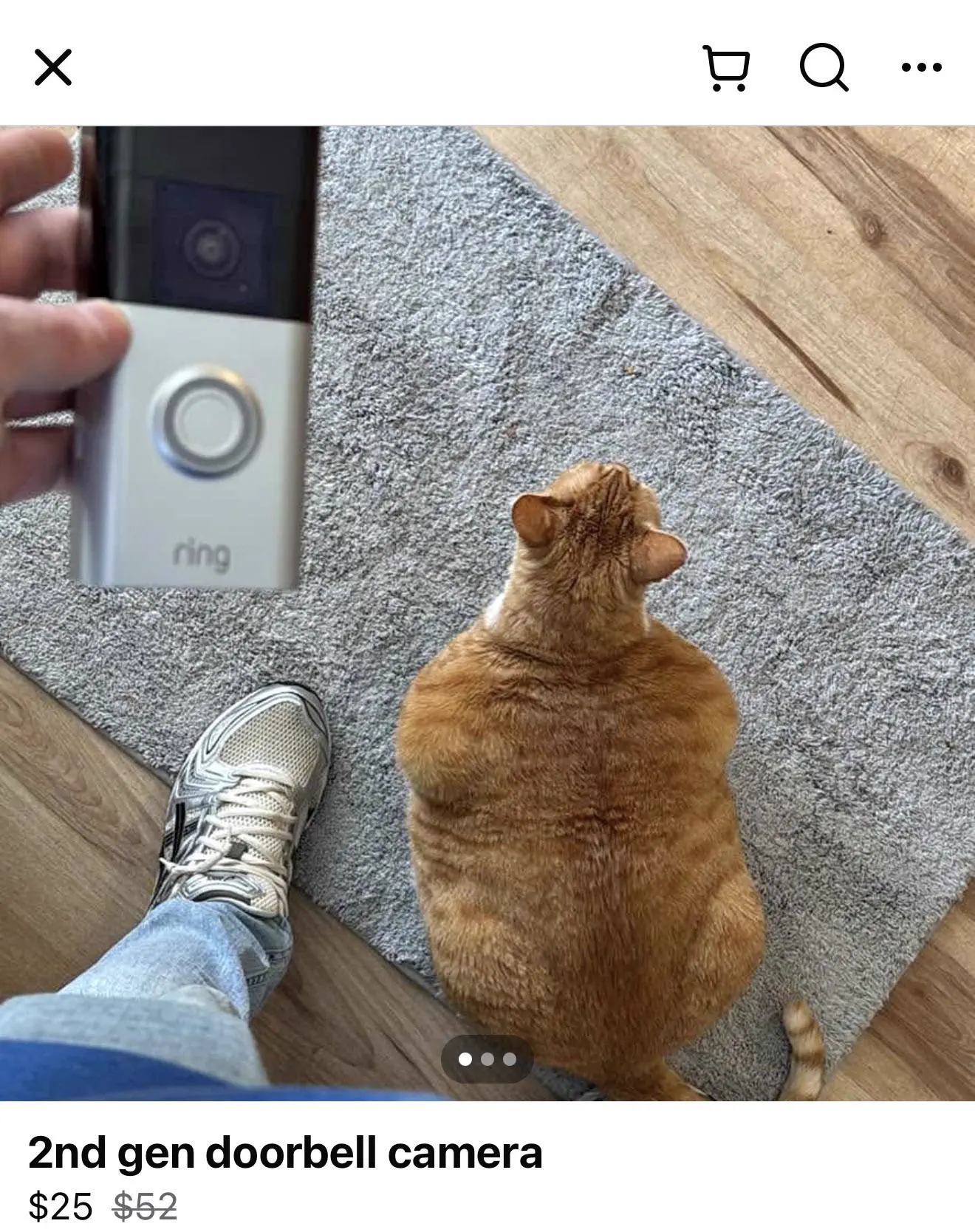 12 Oversized Things That Broke Our Brains This Week đ§ 19 Absolute Units of a cat
