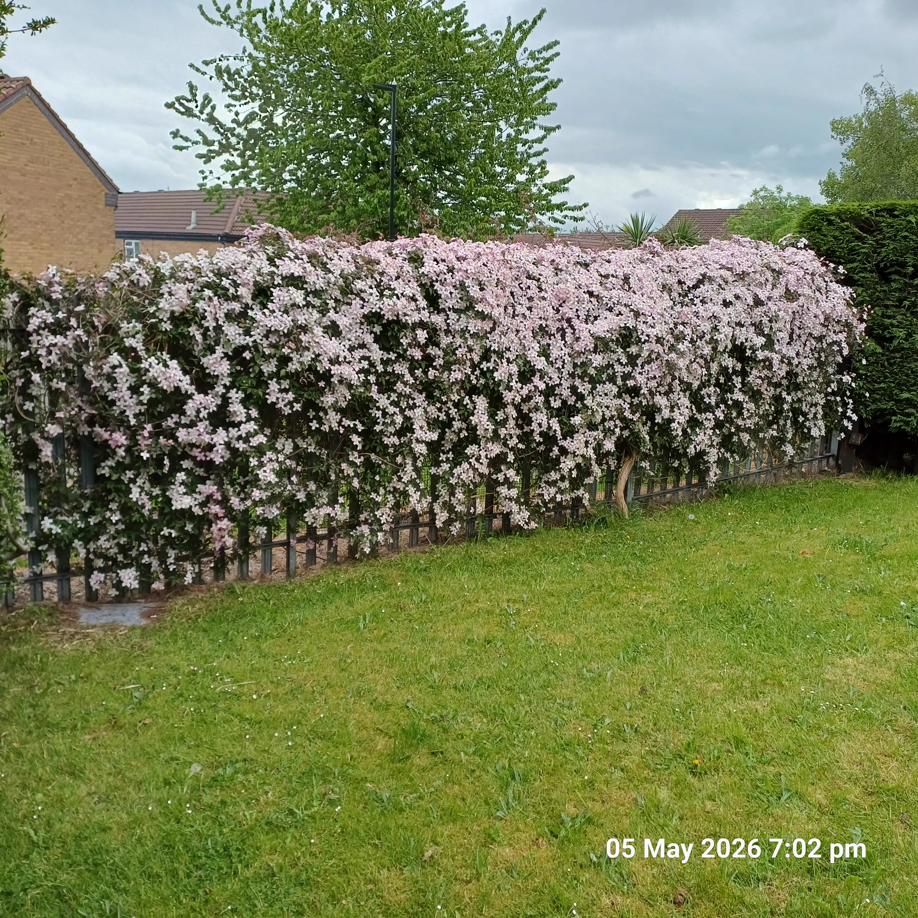 9 Oversized Things That Broke Our Brains Today đ§ 17 Oversized clematis flower