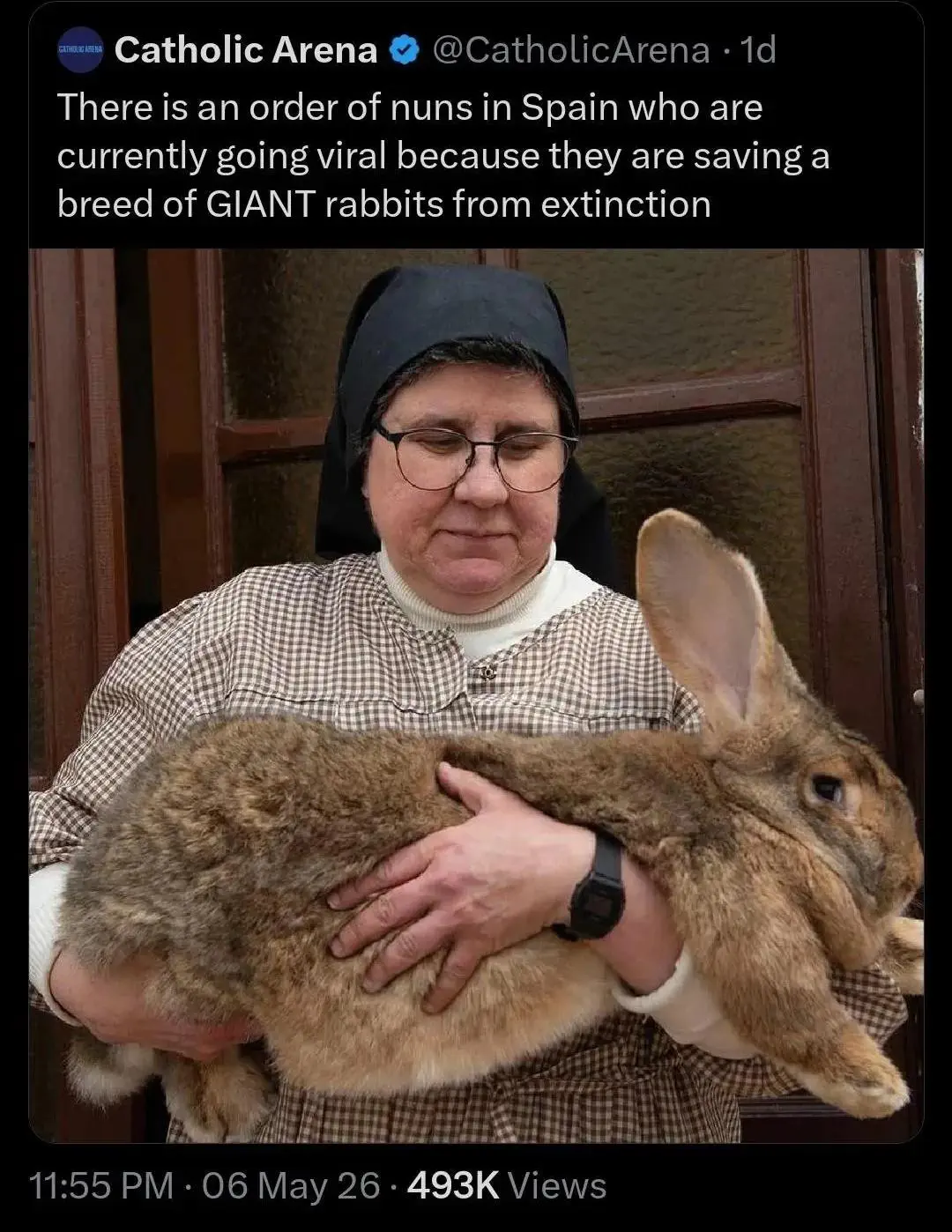 POV: You vs These 7 Absolute Tanks of Natuređ° 10 Absolute Units of a cloistered rabbit