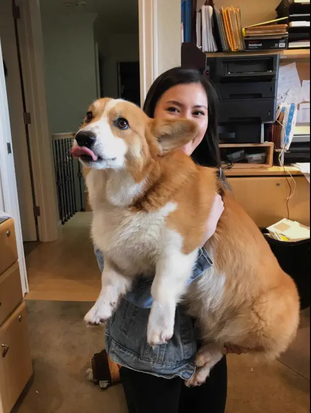 14Colossal Things That Had No Right Being That Big𫣠30 Absolute Units of a Corgi