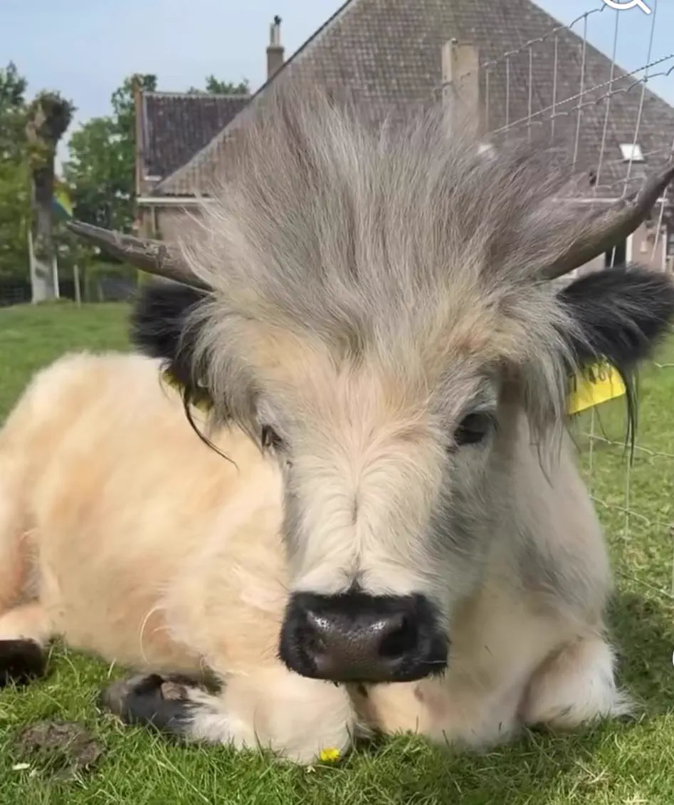 8 Oversized Finds That Left Us Speechless đ« 10 Absolute unit of a cow with a massive fringe hanging over its face