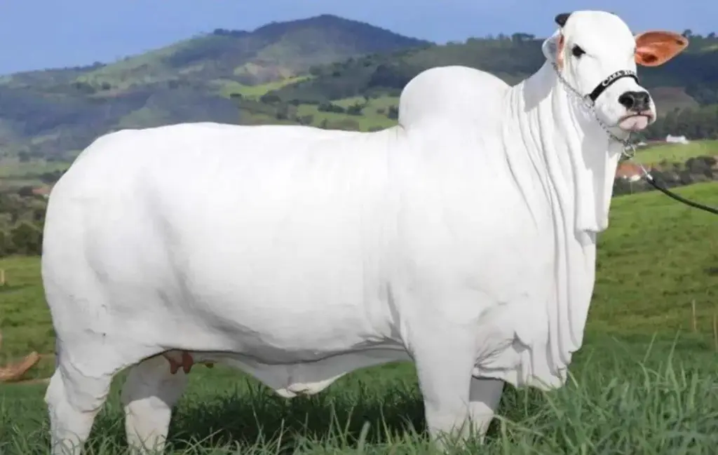 10 Big Boys Who Stole Our Hearts and Wrecked Us 🫠 76 absolute units of a cow viatina 19 the worlds most expensive cow