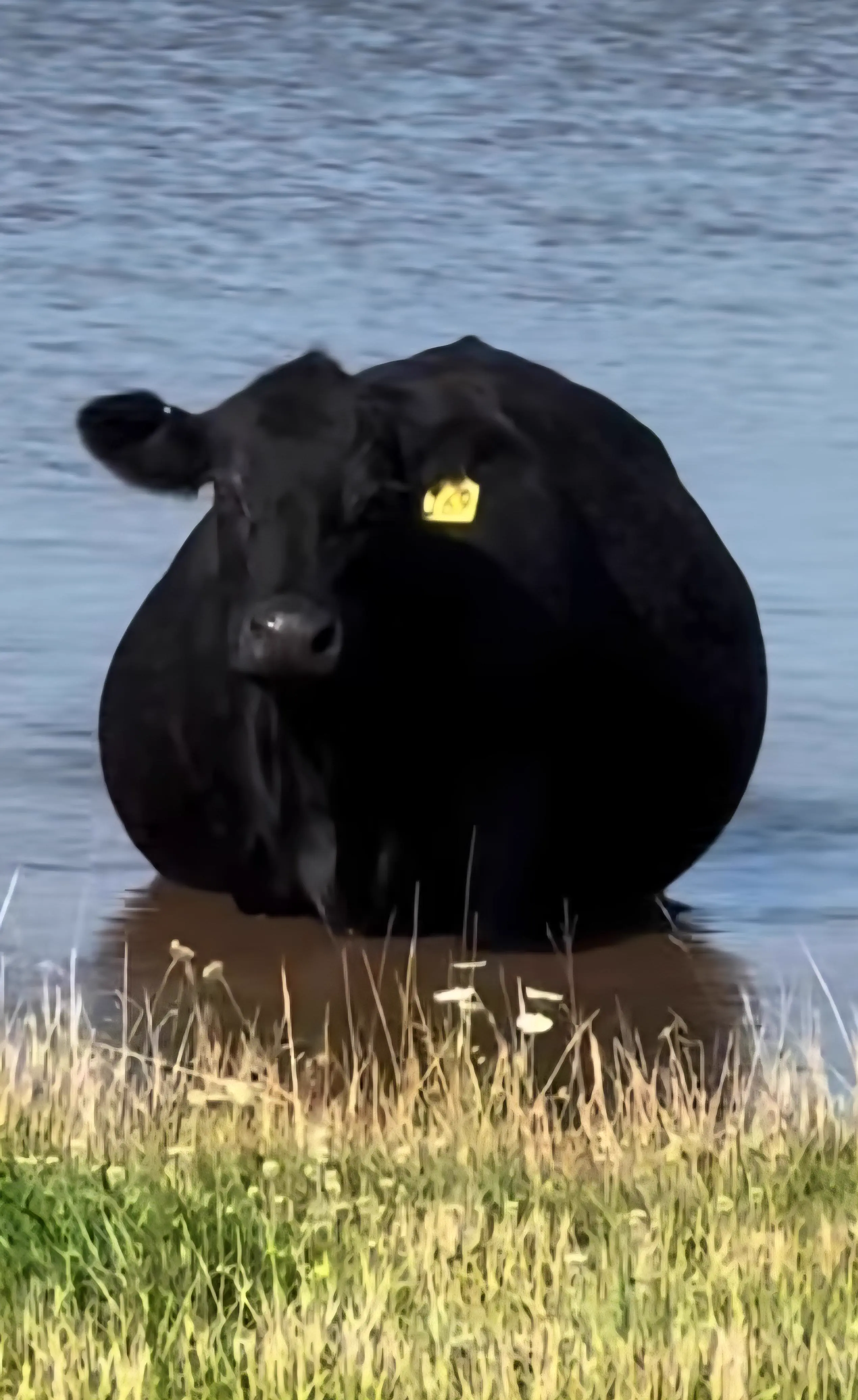 Wait Till You See These 11 Colossal Units đ« 24 Absolutely massive cow towering over a fence