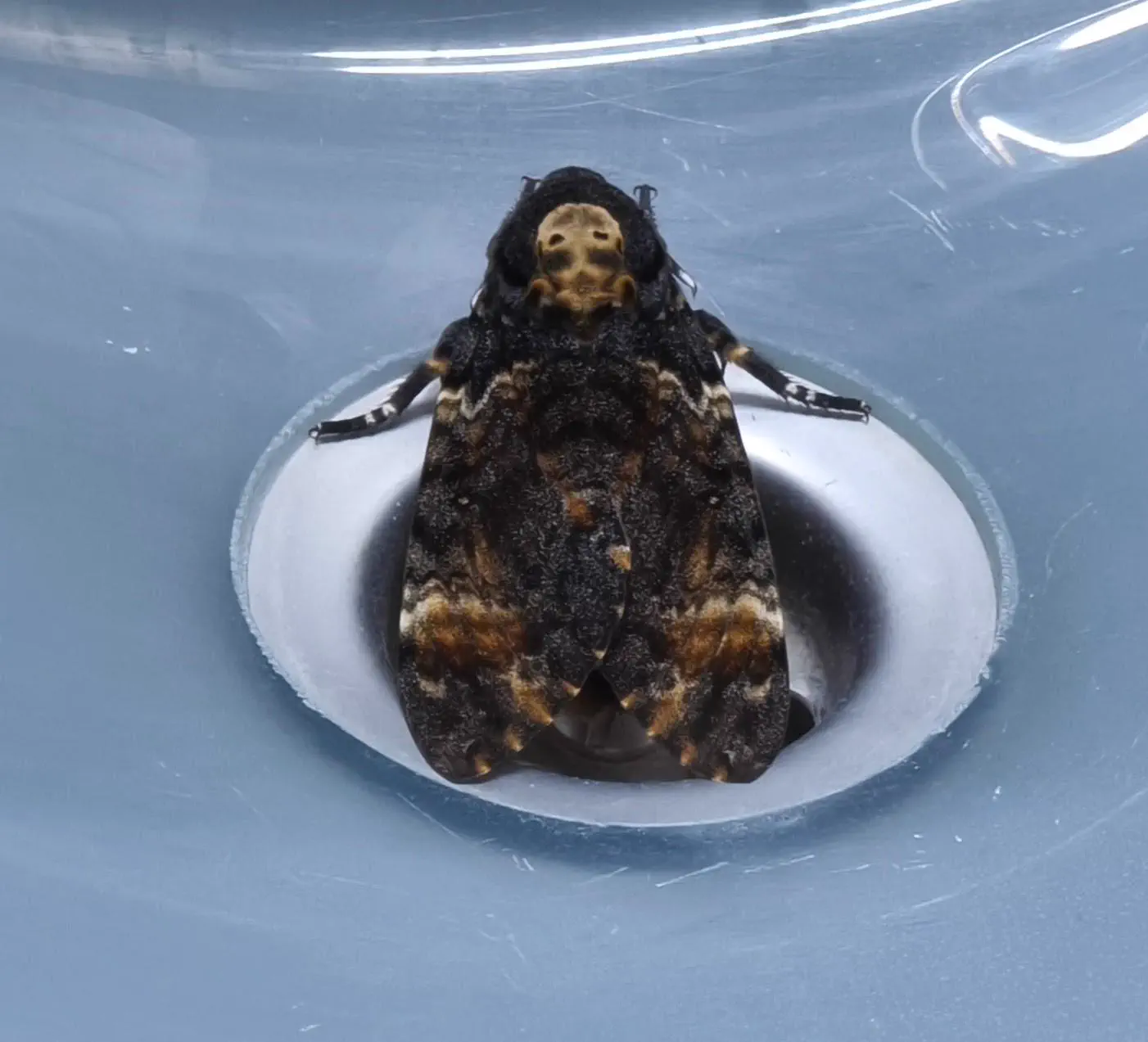 Why Are These 9 Giants So Absurdly Built?đ« 15 Massive deaths-head hawkmoth found in a bathroom sink