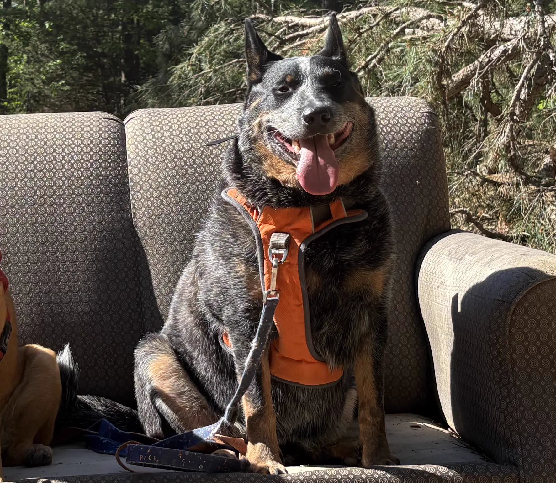 The 9 Chonkiest Finds That Wrecked Us This Week đ« 18 Massive absolute unit of a dog