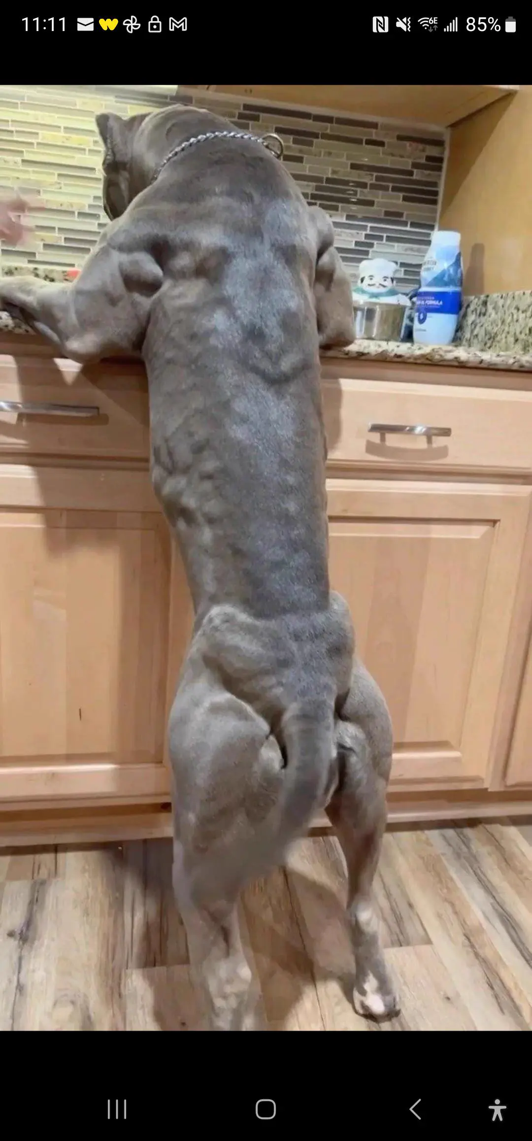 Wait Till You See These 11 Colossal Units đ« 20 Enormous dog that looks like a small horse