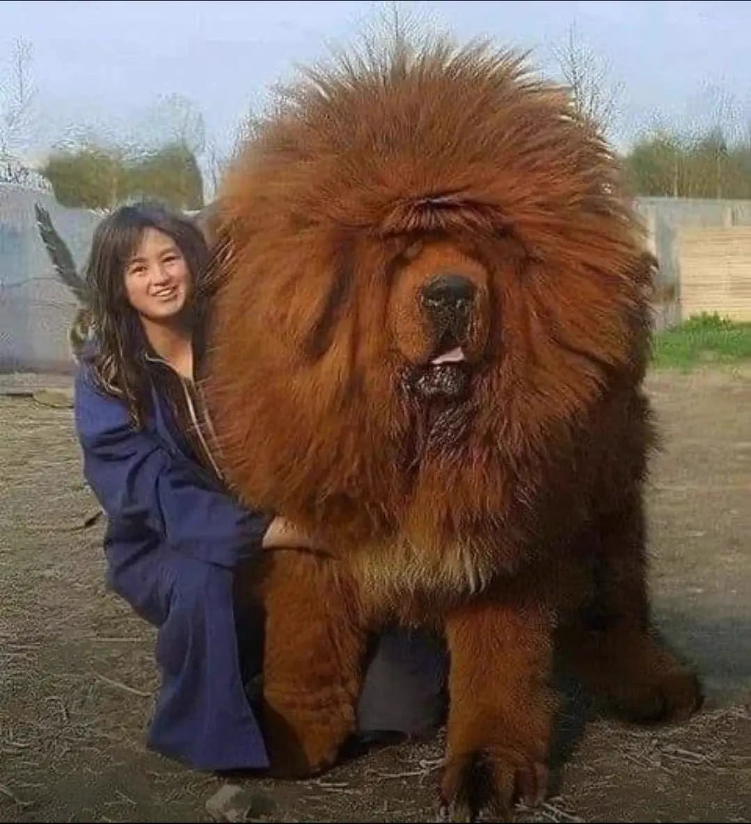 8 Giants That Made Us Physically Recoil 𫣠13 Absolute Units of a dog
