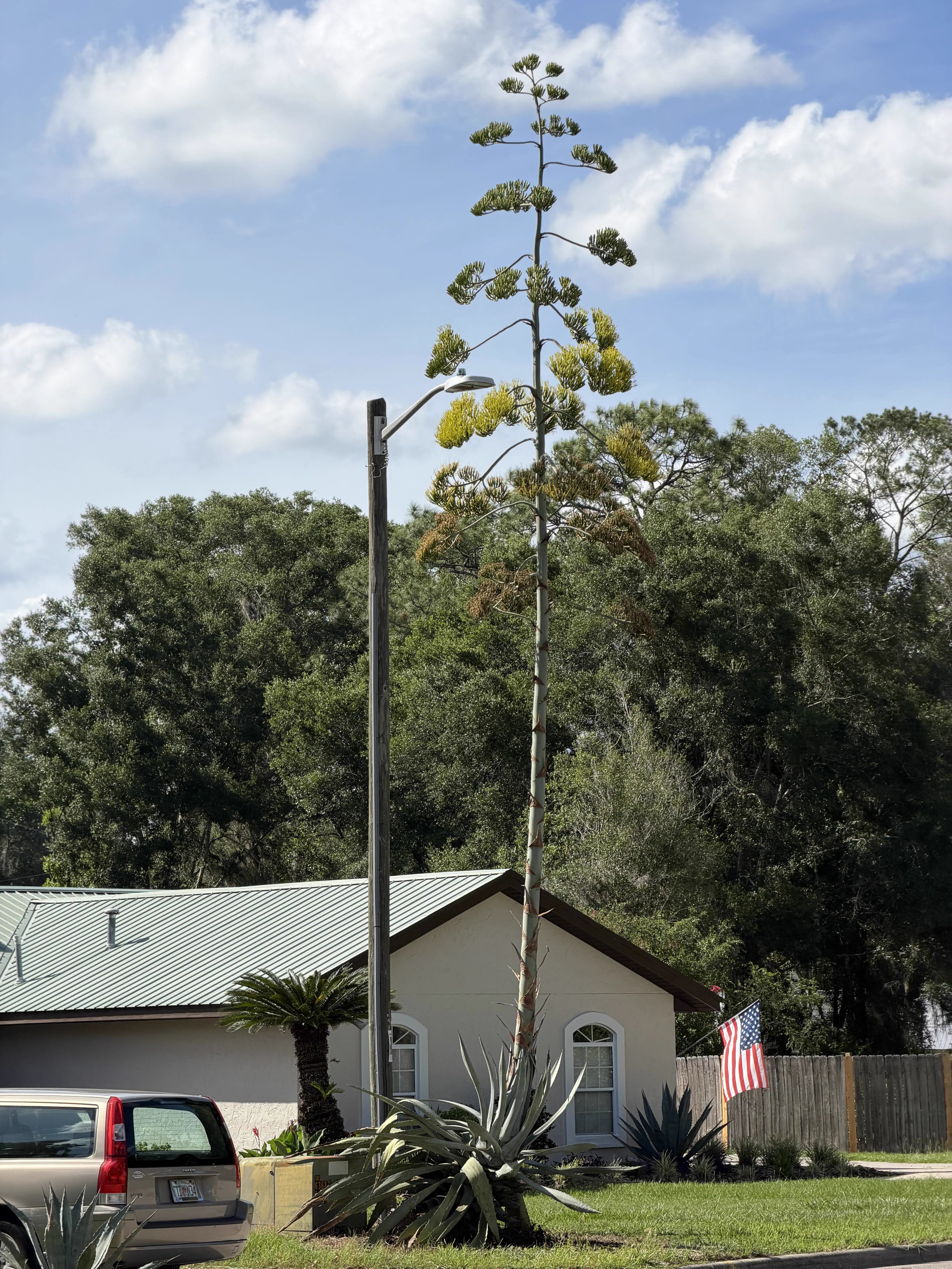 Why Are These 11 Giants So Ridiculously Massive? đ« 22 Massive oversized flower