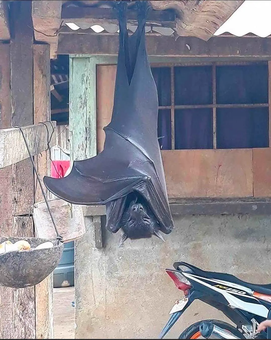 10 Big Boys Who Stole Our Hearts and Wrecked Us đ« 12 Absolute Units of a Giant Golden-crowned Flying Fox