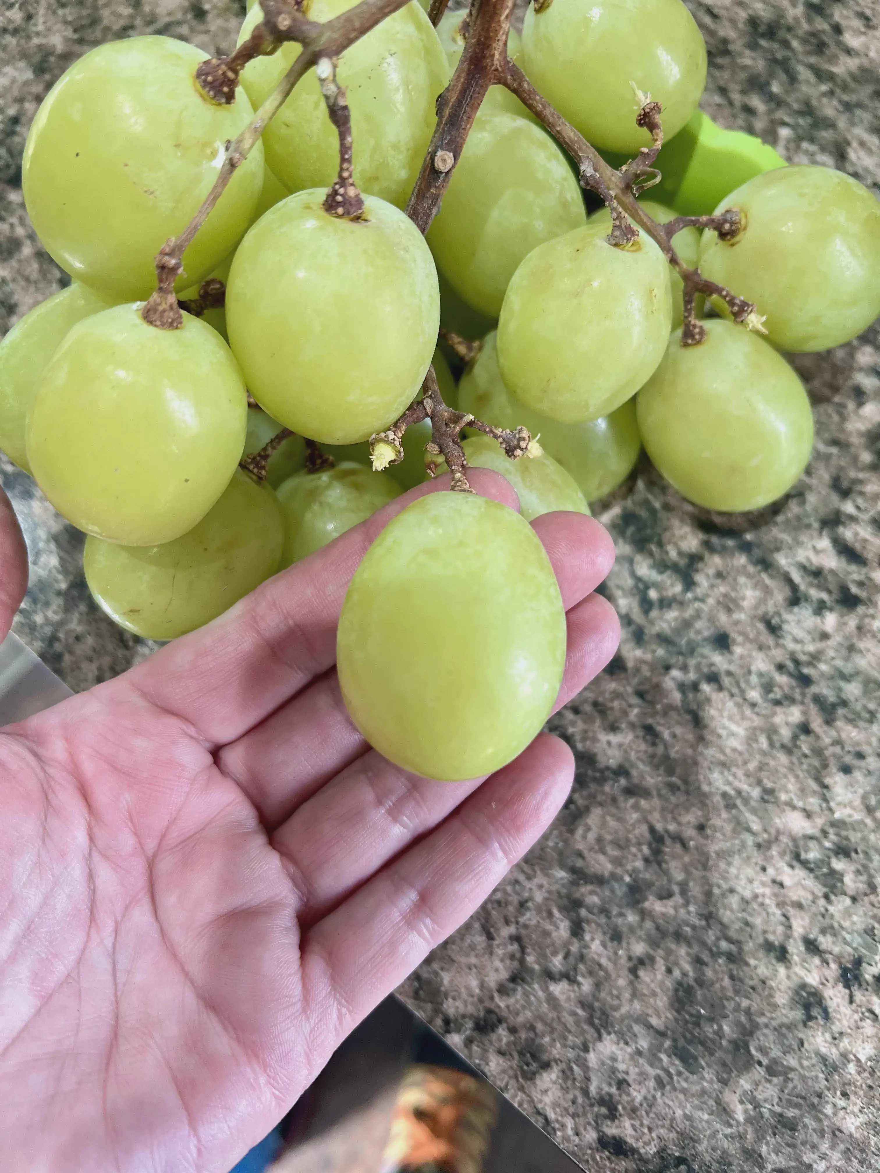 10 Oversized Things That Have Zero Chill đ« 15 Absolute Units of a grape