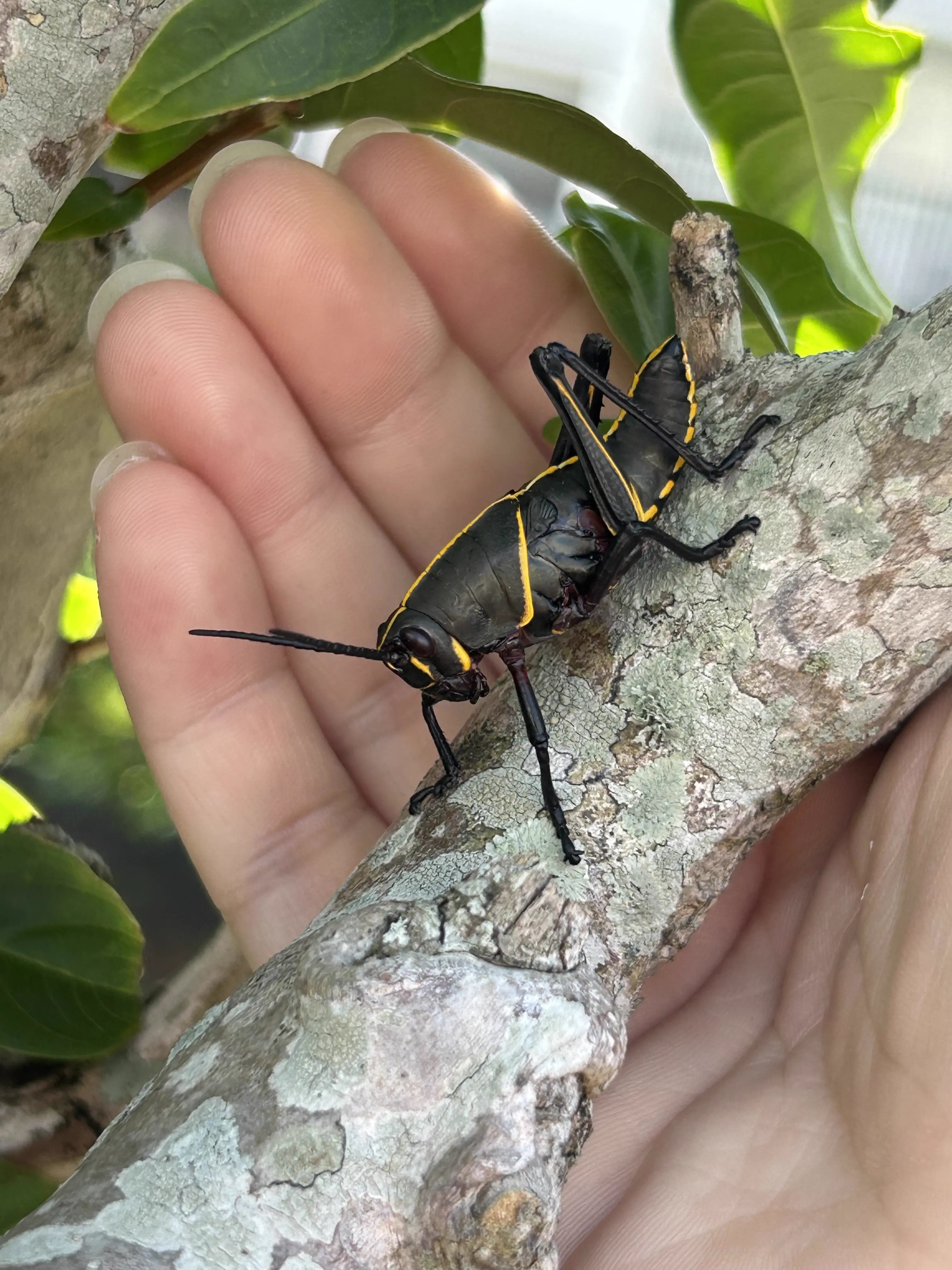 14Colossal Things That Had No Right Being That Big𫣠31 Absolute Units of a grasshopper