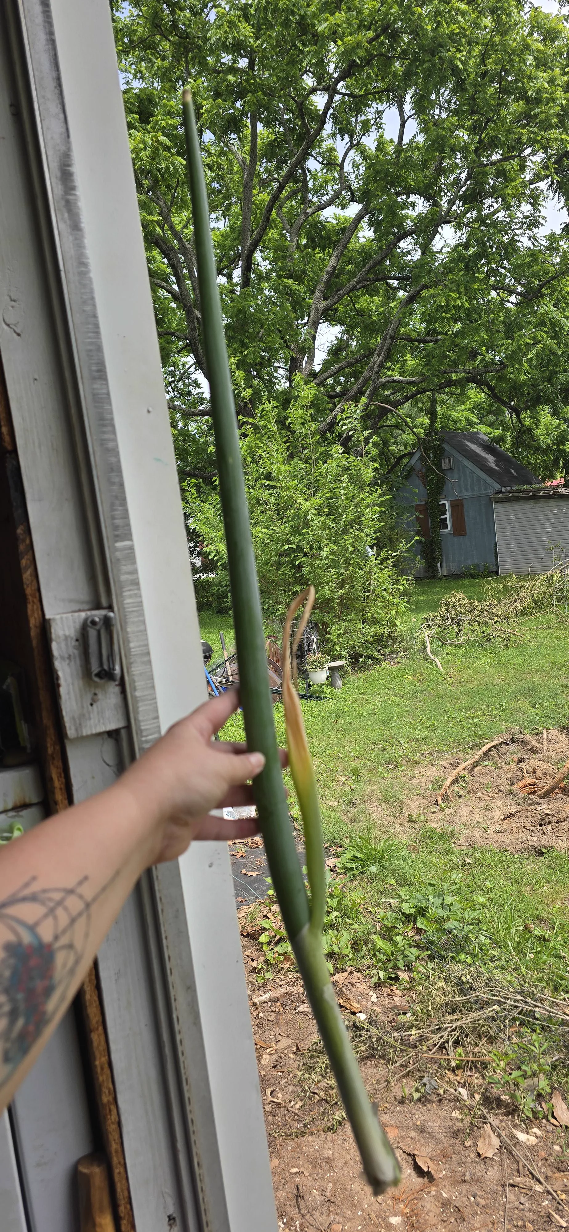 10 Colossal Finds That Have No Business Existing 🫣 18 Giant green onion grown in home garden