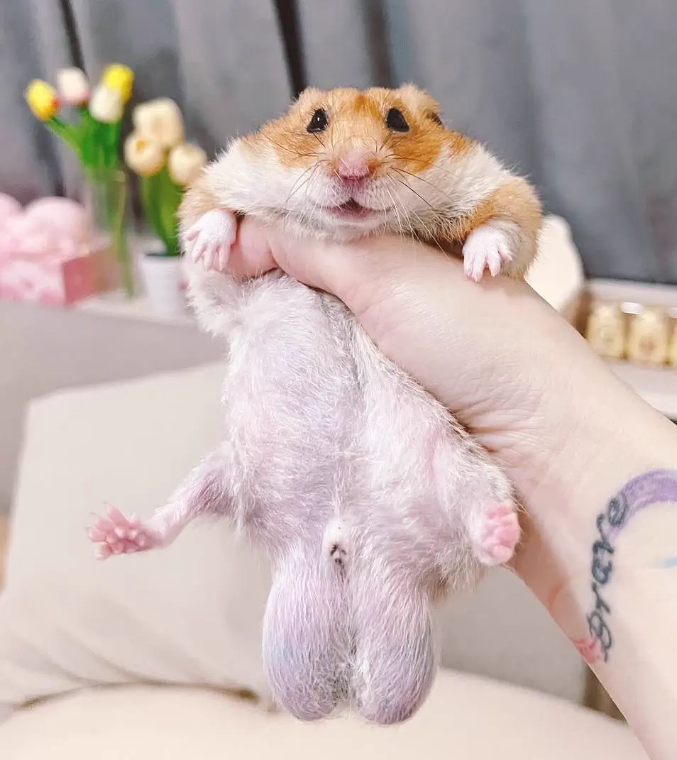Why Are These 11 Giants So Ridiculously Massive? đ« 16 Hamster with unusually large testicles