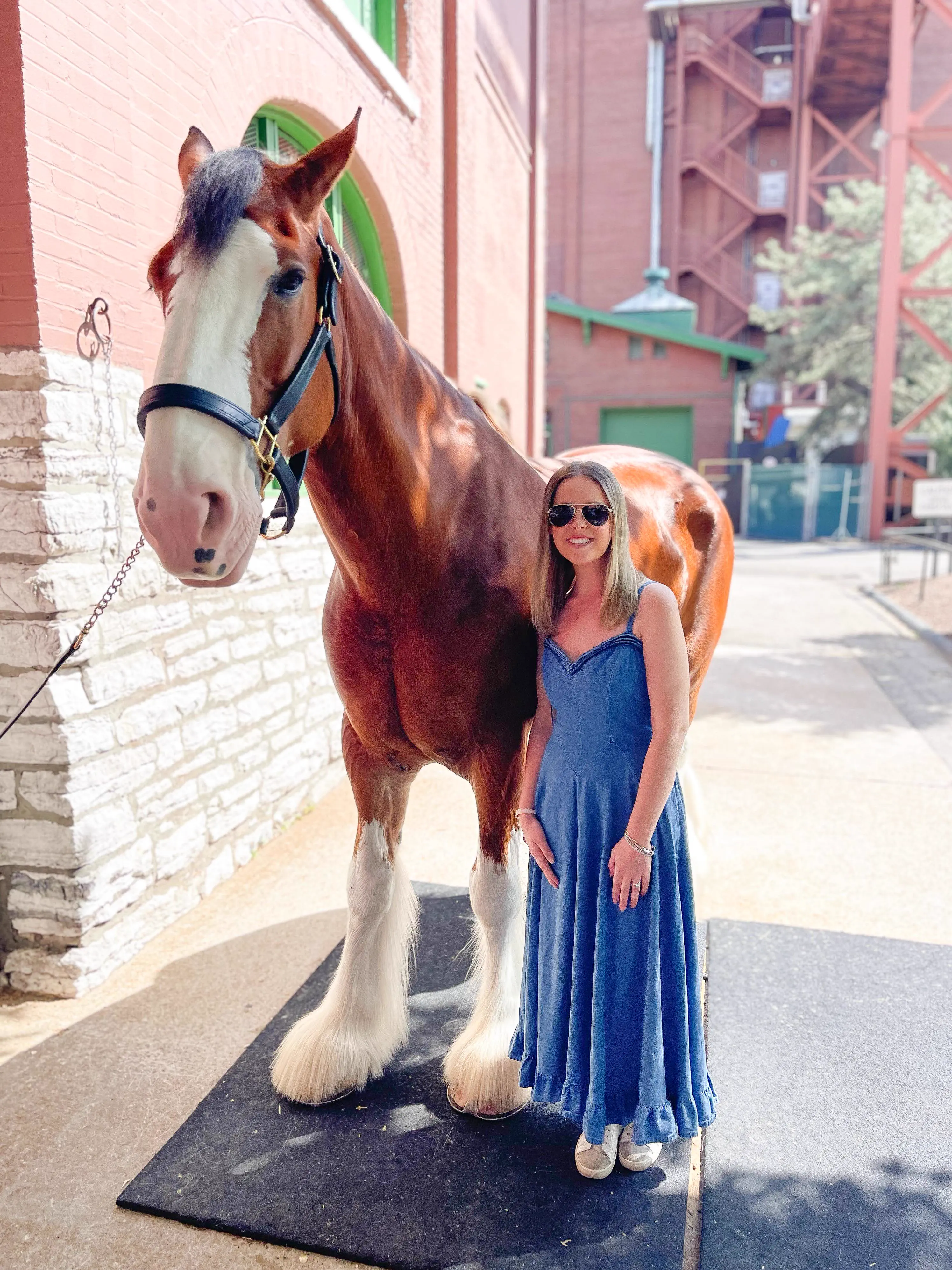 We Found 10 Oversized Wonders That Defy All Logic 🤯 27 Absolute Units of a horse