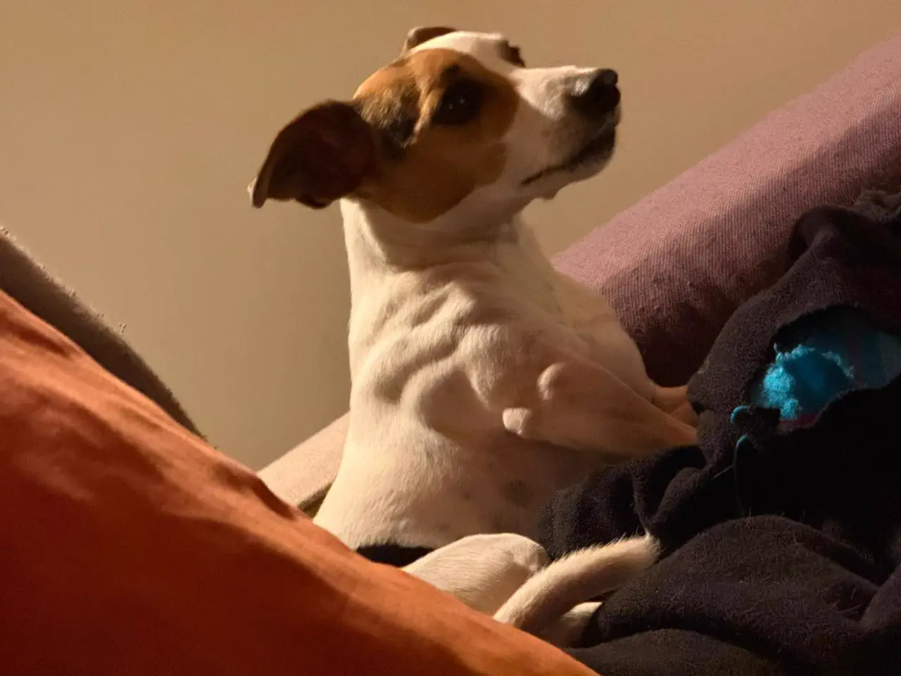 10 Big Boys Who Stole Our Hearts andrecked Usđ« 15 Massive oversized Jack Russell dog