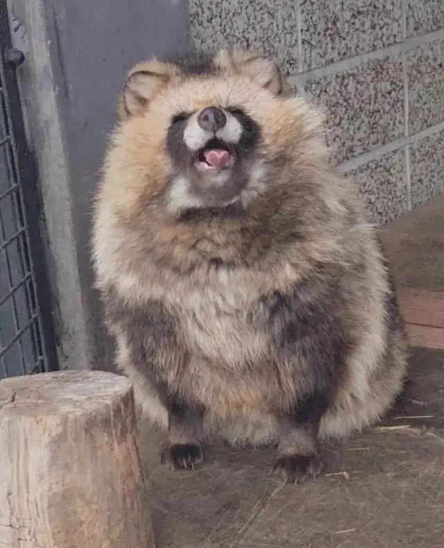 12 Oversized Things That Broke Our Brains This Week đ§ 22 Absolute Units of a Japanese Raccoon Dog