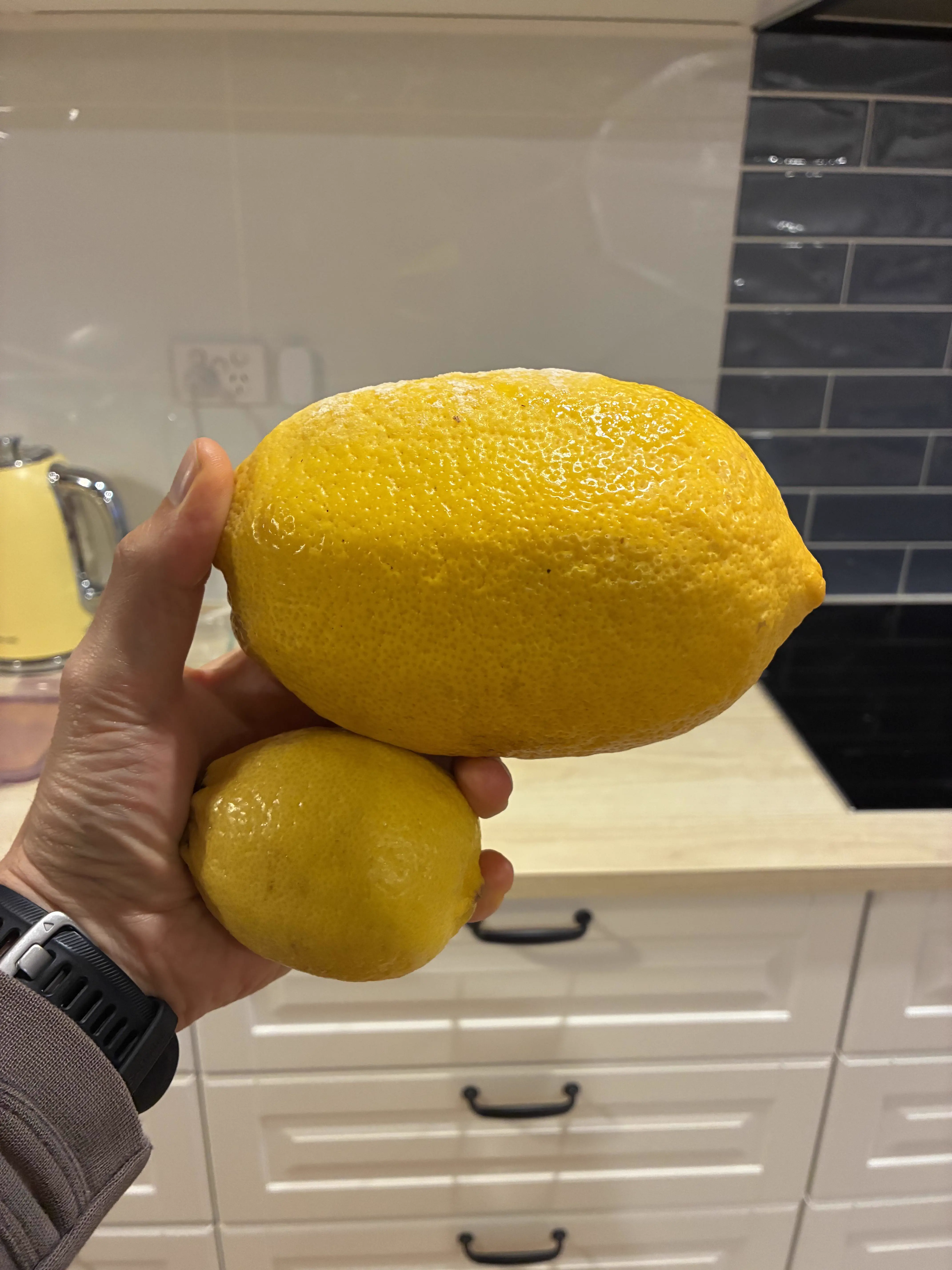 10 Colossal Finds That Have No Business Existing 🫣 16 Colossal lemon compared to regular sized fruit