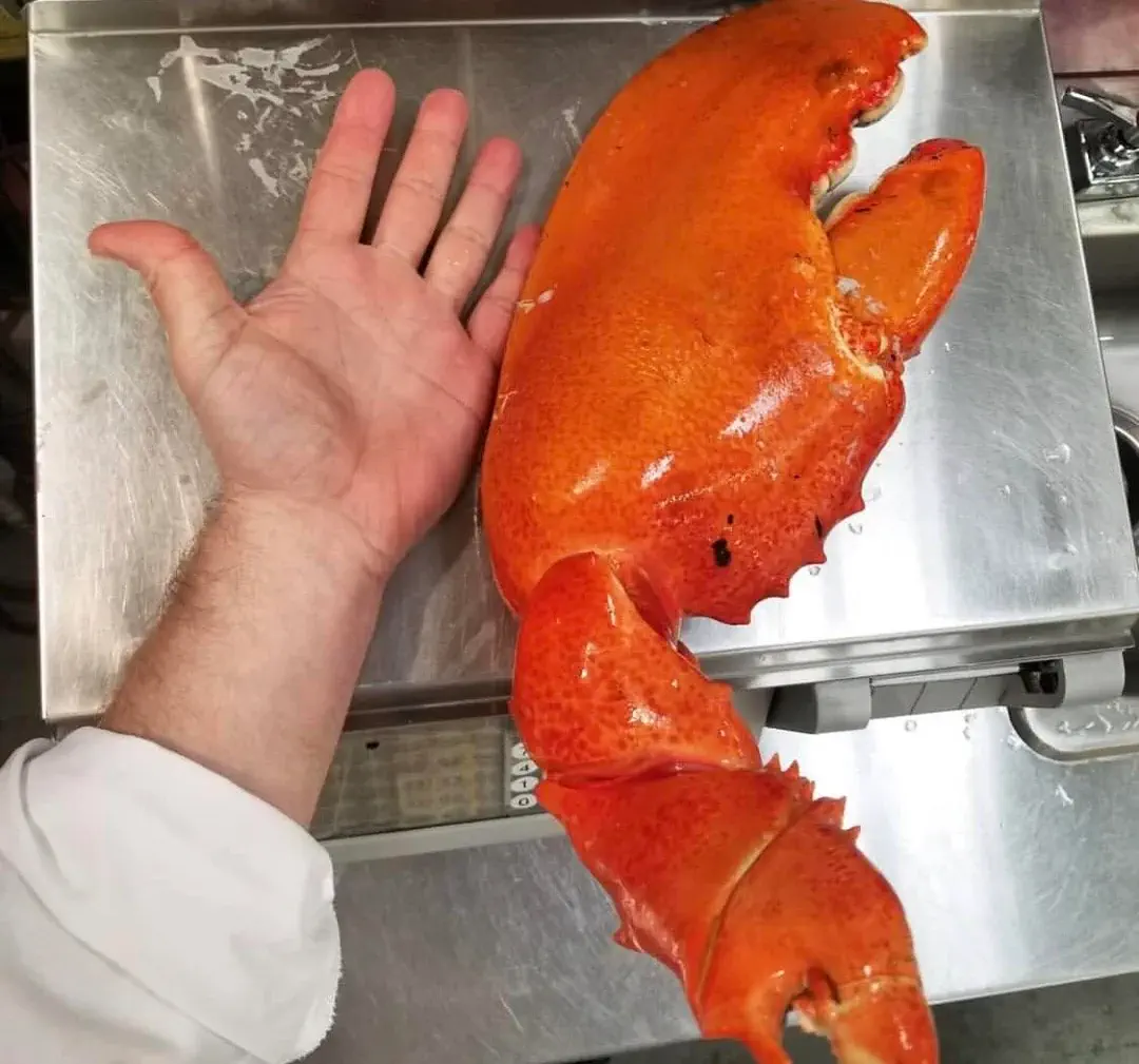 Ranking The 11 Chonkiest Absolute Units Ever Caught đ« 37 Absolute Units of a lobster claw