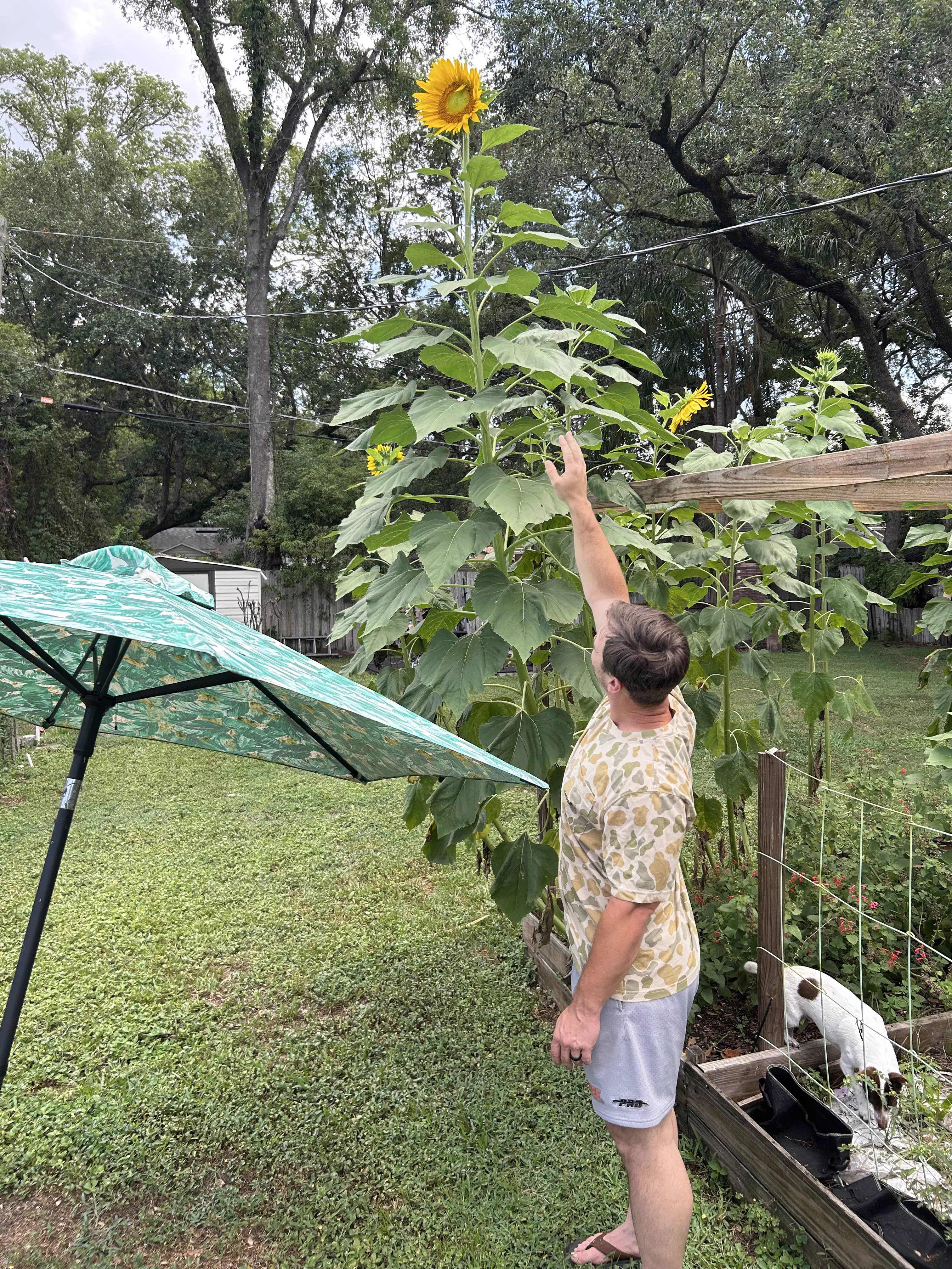 We Found 10 Oversized Wonders That Defy All Logic 🤯 21 Absolute Units of a mammoth sunflower
