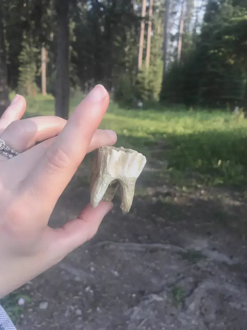 Wait Till You See These 8 Objects Built Different 𫣠14 Absolute Units of a Moose Tooth