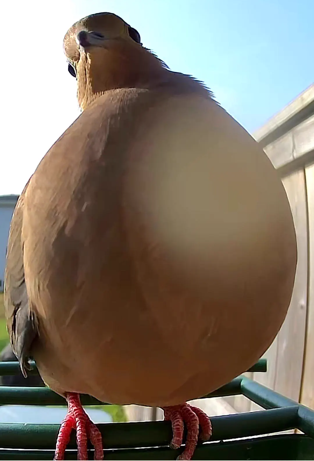 Wait Till You See These 7 Colossal Finds🫣 10 Absolute Units of a mourning dove