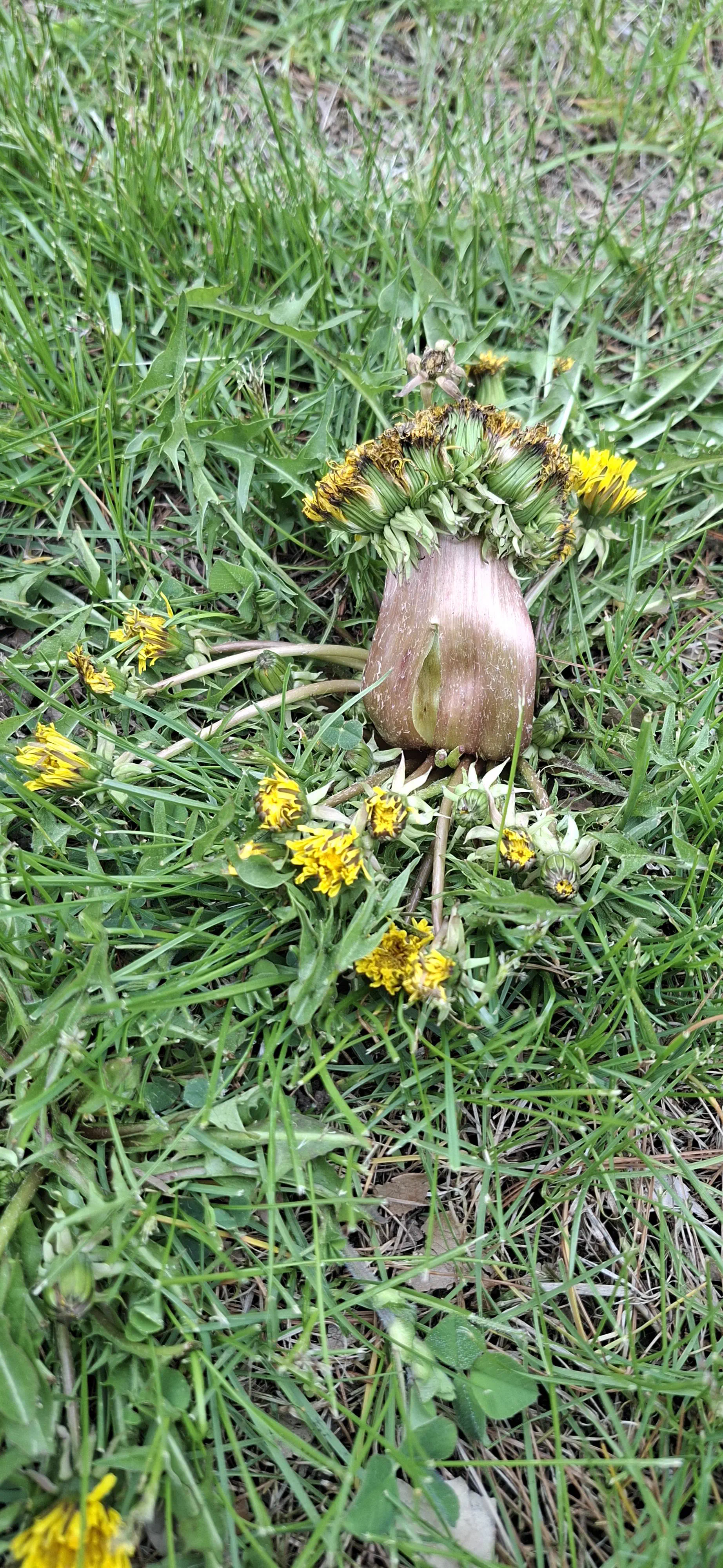 12 Oversized Things That Broke Our Brains This Week đ§ 21 Absolute Units of a mutant dandelion