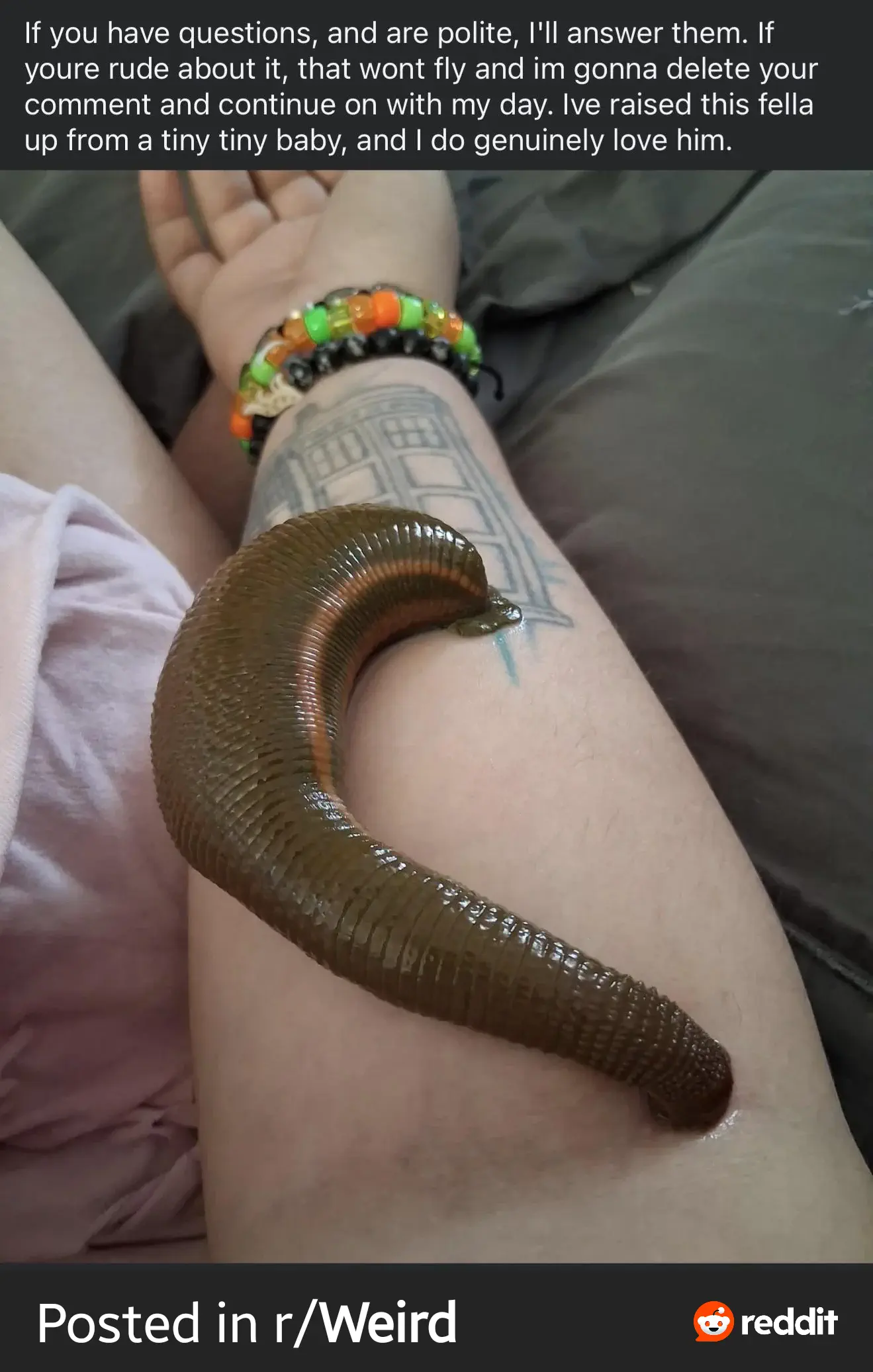 14Colossal Things That Had No Right Being That Big𫣠40 Absolute Units of a Pet Leech
