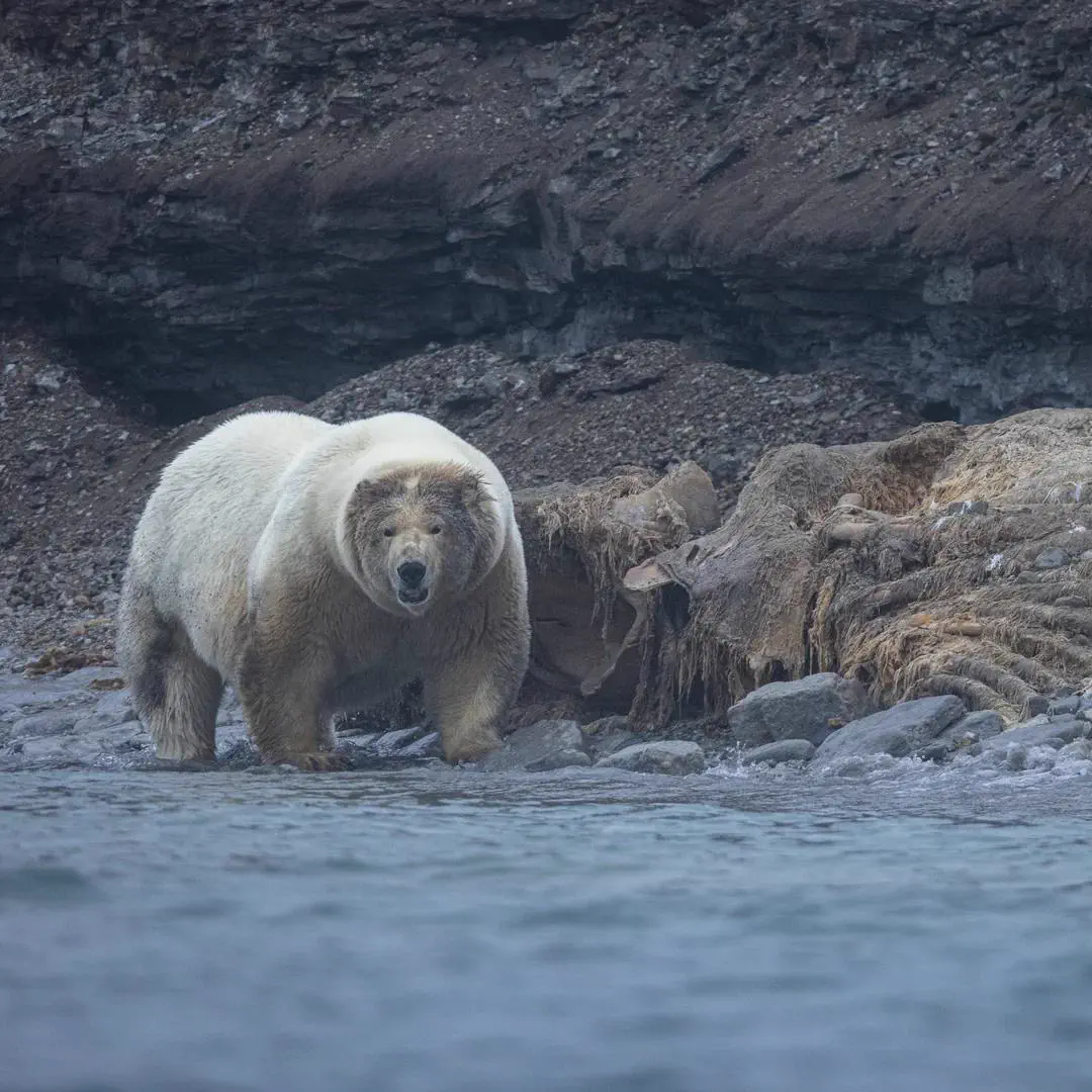 10 Colossal Finds That Have No Business Existing 🫣 20 Enormous polar bear absolute unit