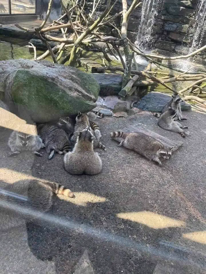 Wait Till You See These 8 Objects Built Different 𫣠10 absolute units of a raccoons butt