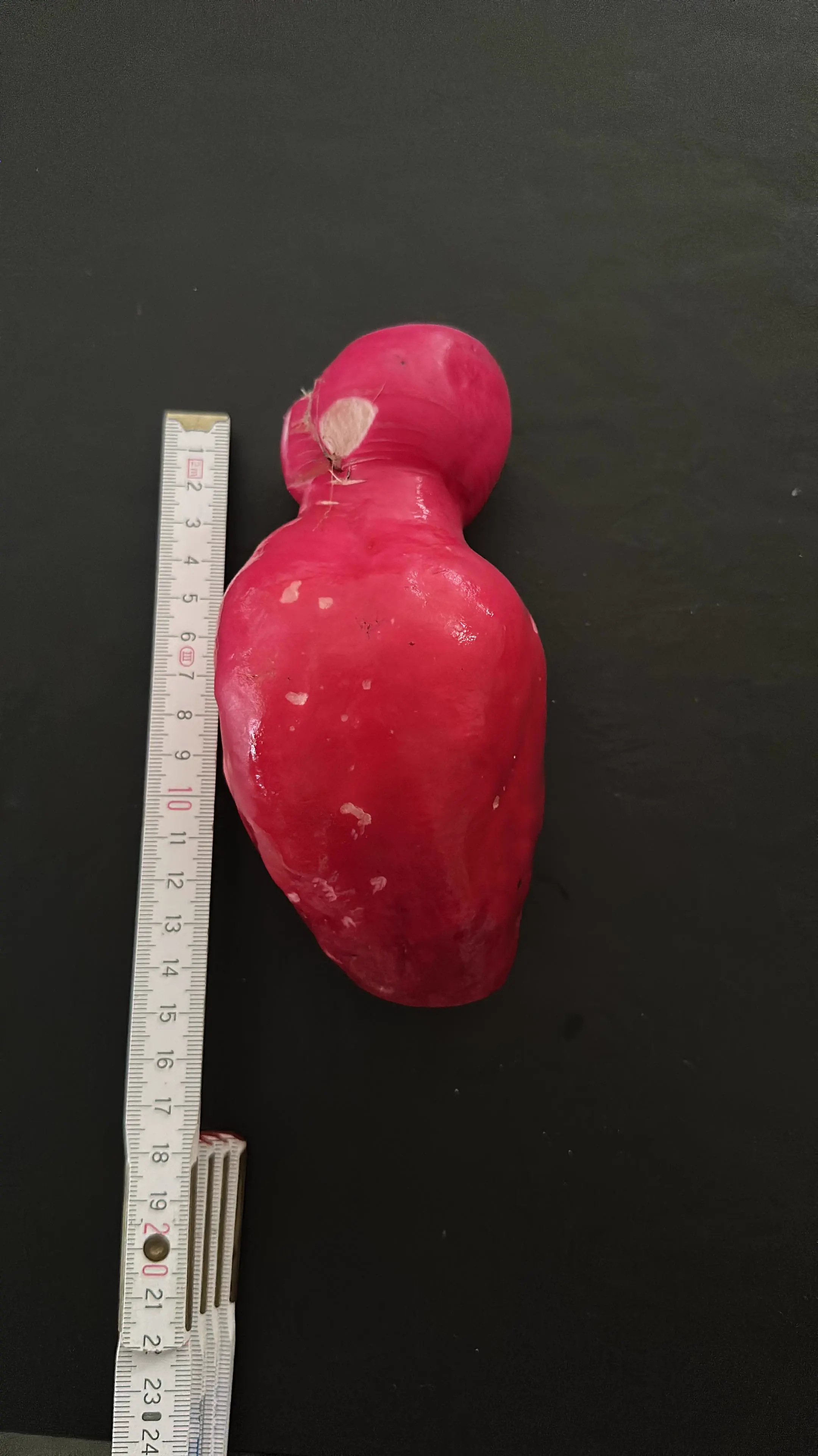 Why Are These 11 Giants So Ridiculously Massive? đ« 21 Oversized radish