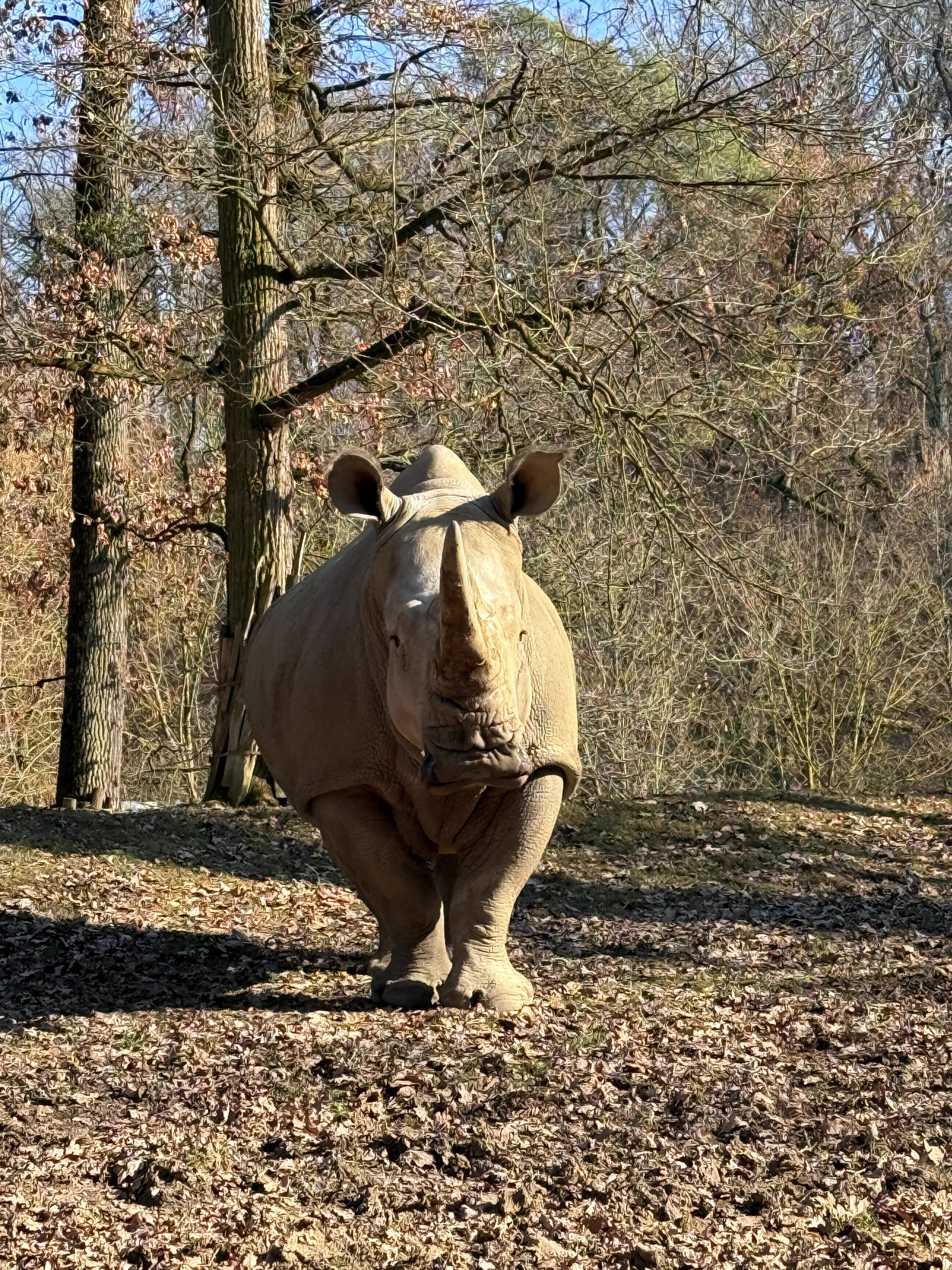 POV: You vs These 8 Absolute Tanks of Pure Chaos đ« 19 Colossal rhino staring directly at the camera at a zoo