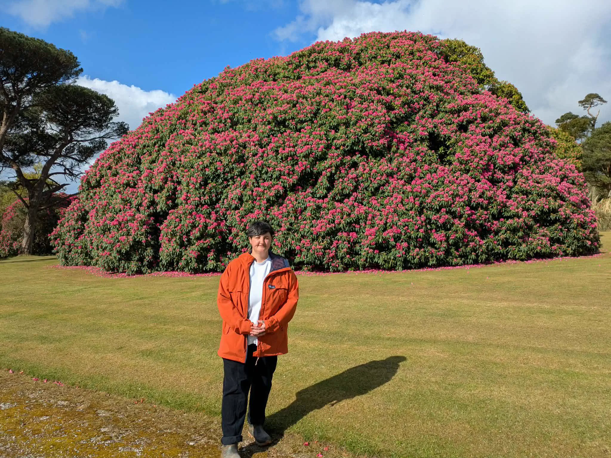 POV: You vs These 8 Absolute Tanks of Pure Chaos đ« 28 Widest rhododendron in Europe at Tregothnan estate Cornwall