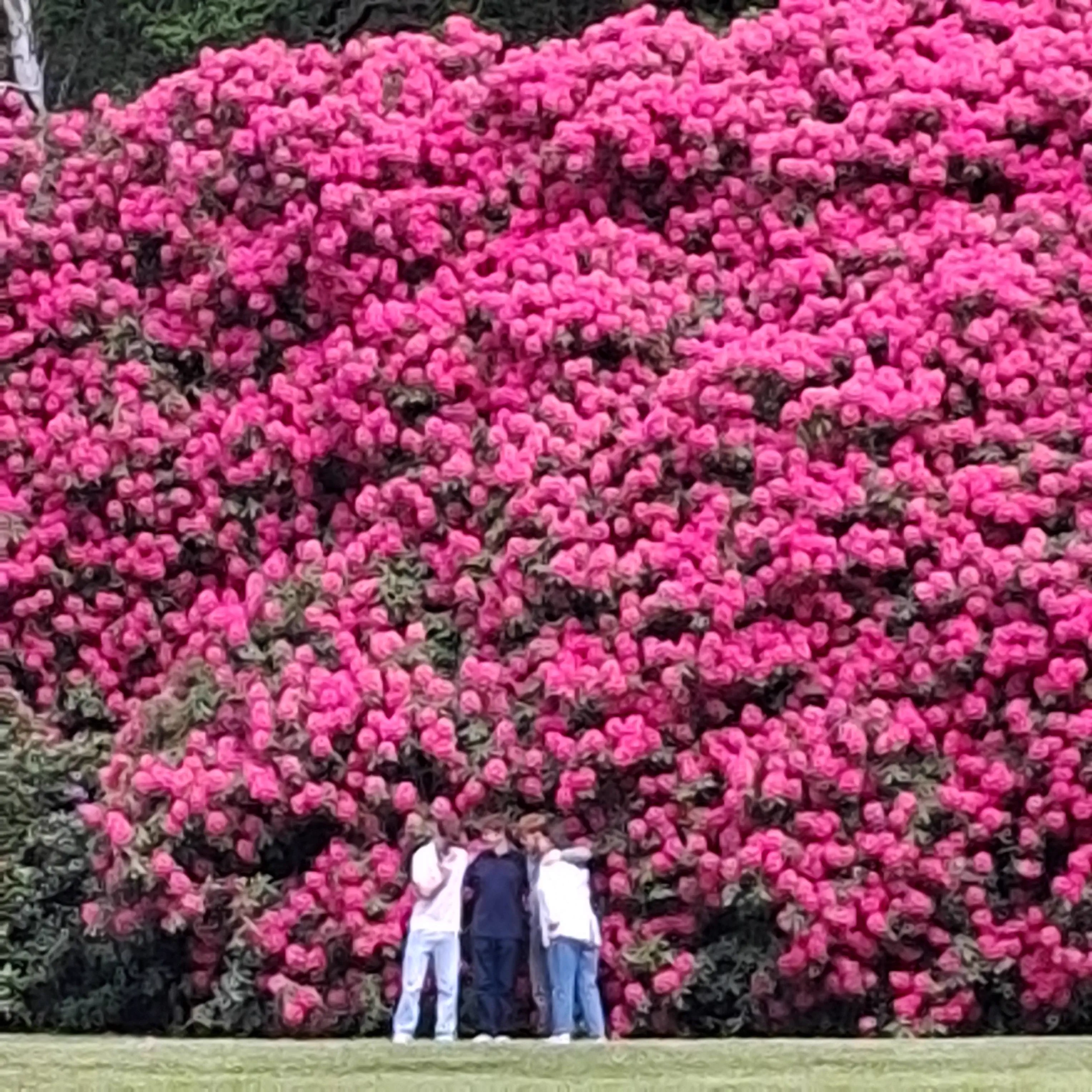 POV: You vs These 7 Absolute Tanks of Natuređ° 13 Absolute Units of a rhododendron
