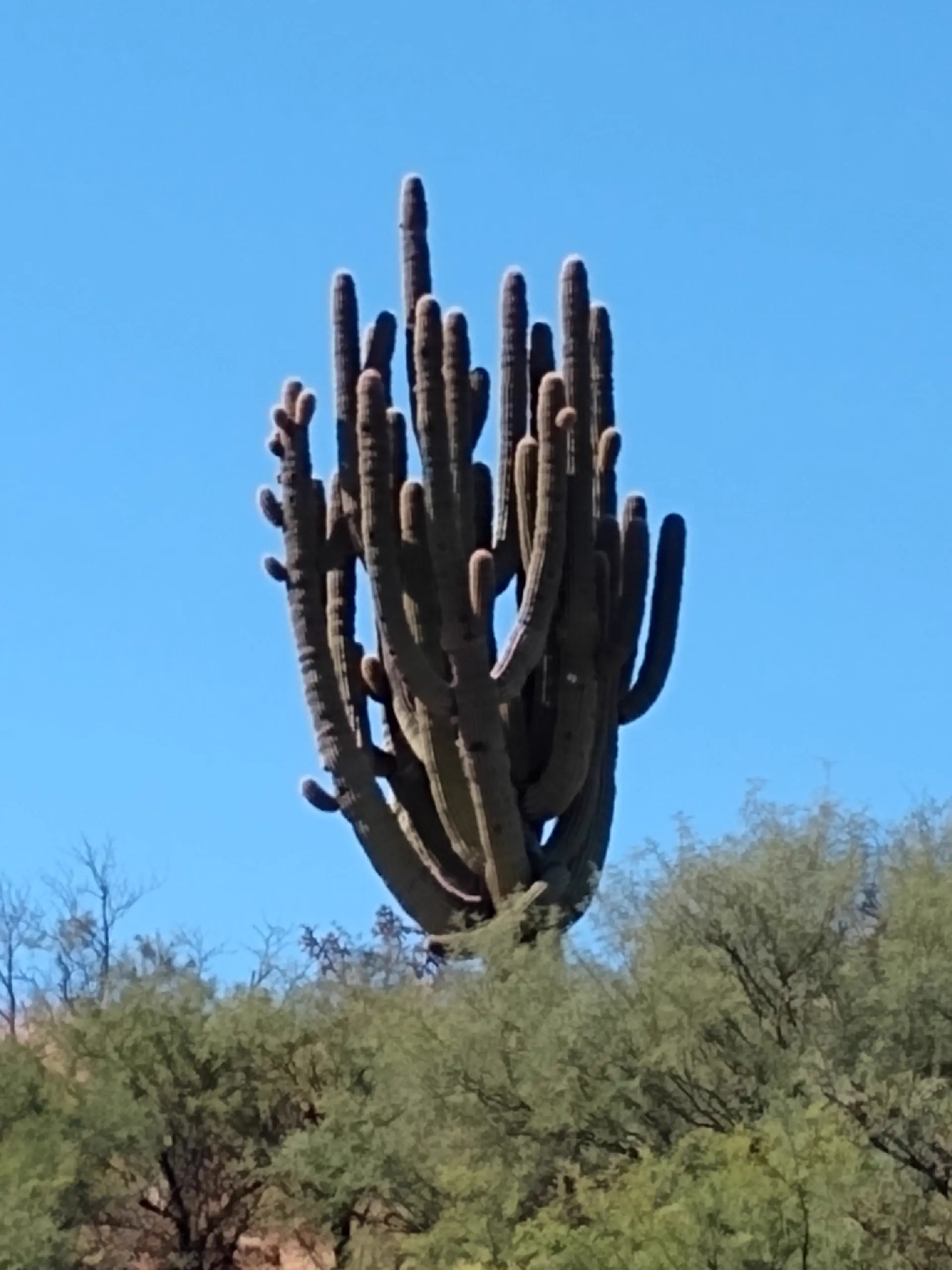 8 Things So Big They Glitched Reality Itself đ« 16 Enormous saguaro cactus towering over the desert landscape