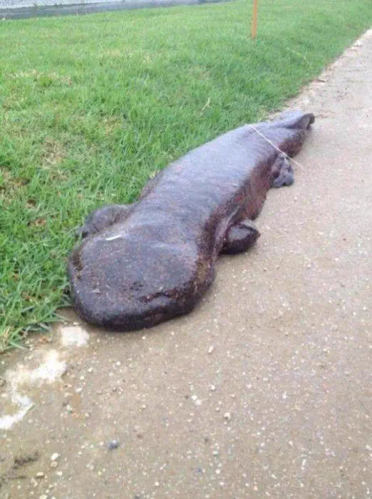 7 Big Boys Who Stole Our Hearts With Maximum Chaos 11 A giant salamander with an astonishingly thick body