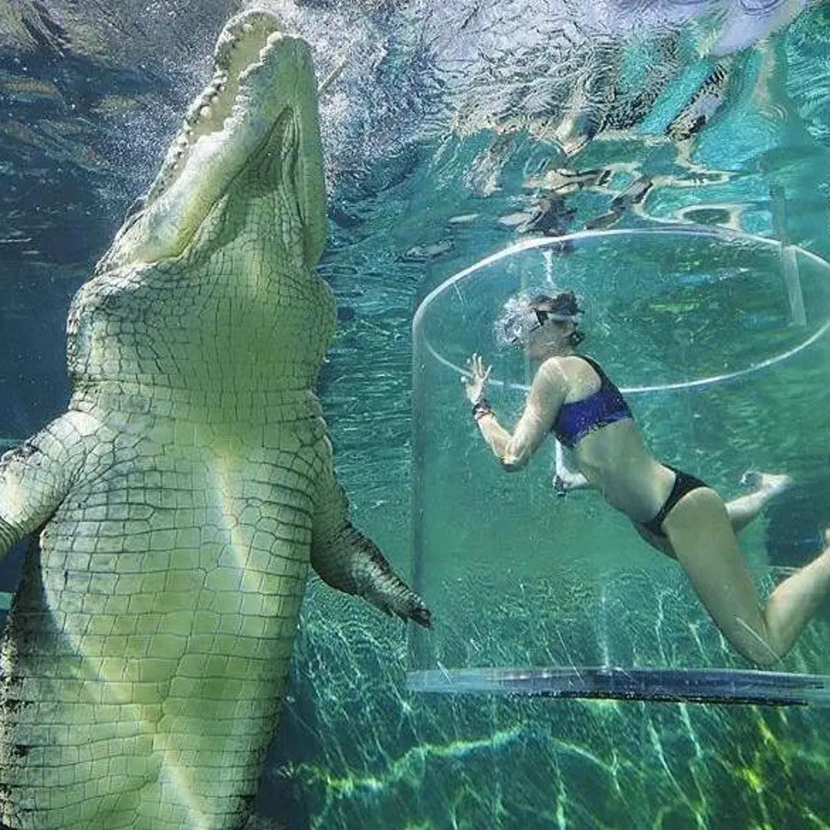 POV: You vs These 8 Absolute Tanks of Pure Chaos đ« 32 Colossal saltwater crocodile showing massive size