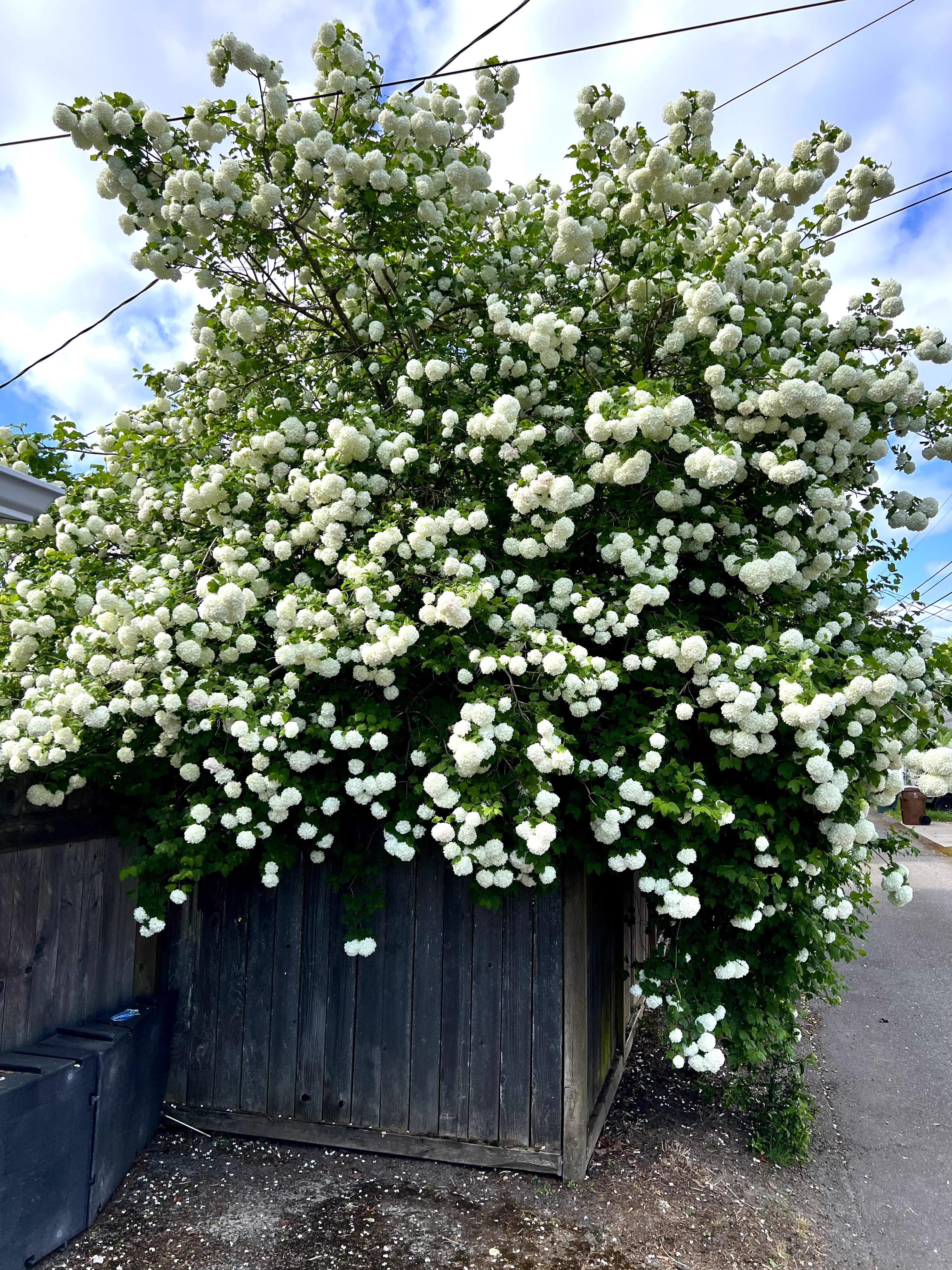 POV: You vs These 7 Absolute Tanks of Natuređ° 15 Absolute Units of a Snowball Bush