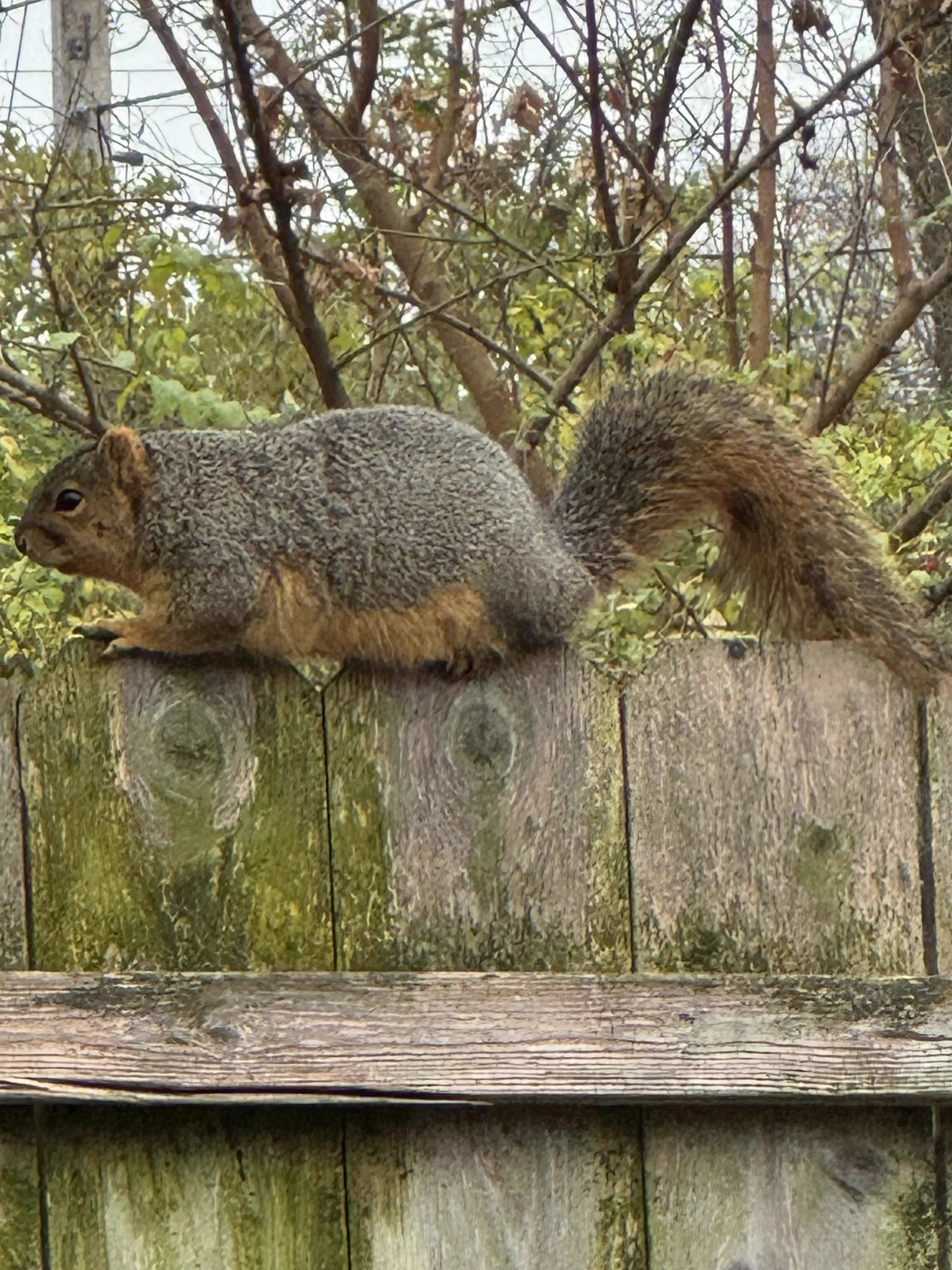 14Colossal Things That Had No Right Being That Big𫣠44 Absolute Units of a squirrel