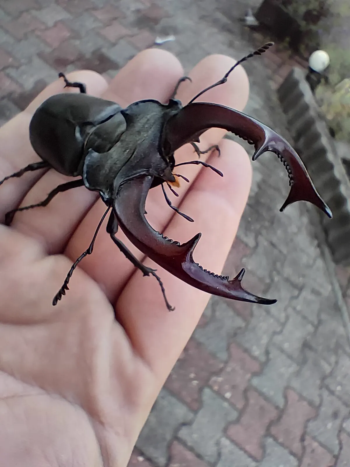 PUNCH: 13 Giants That Made Reality Hit Different đ« 25 Oversized stag beetle