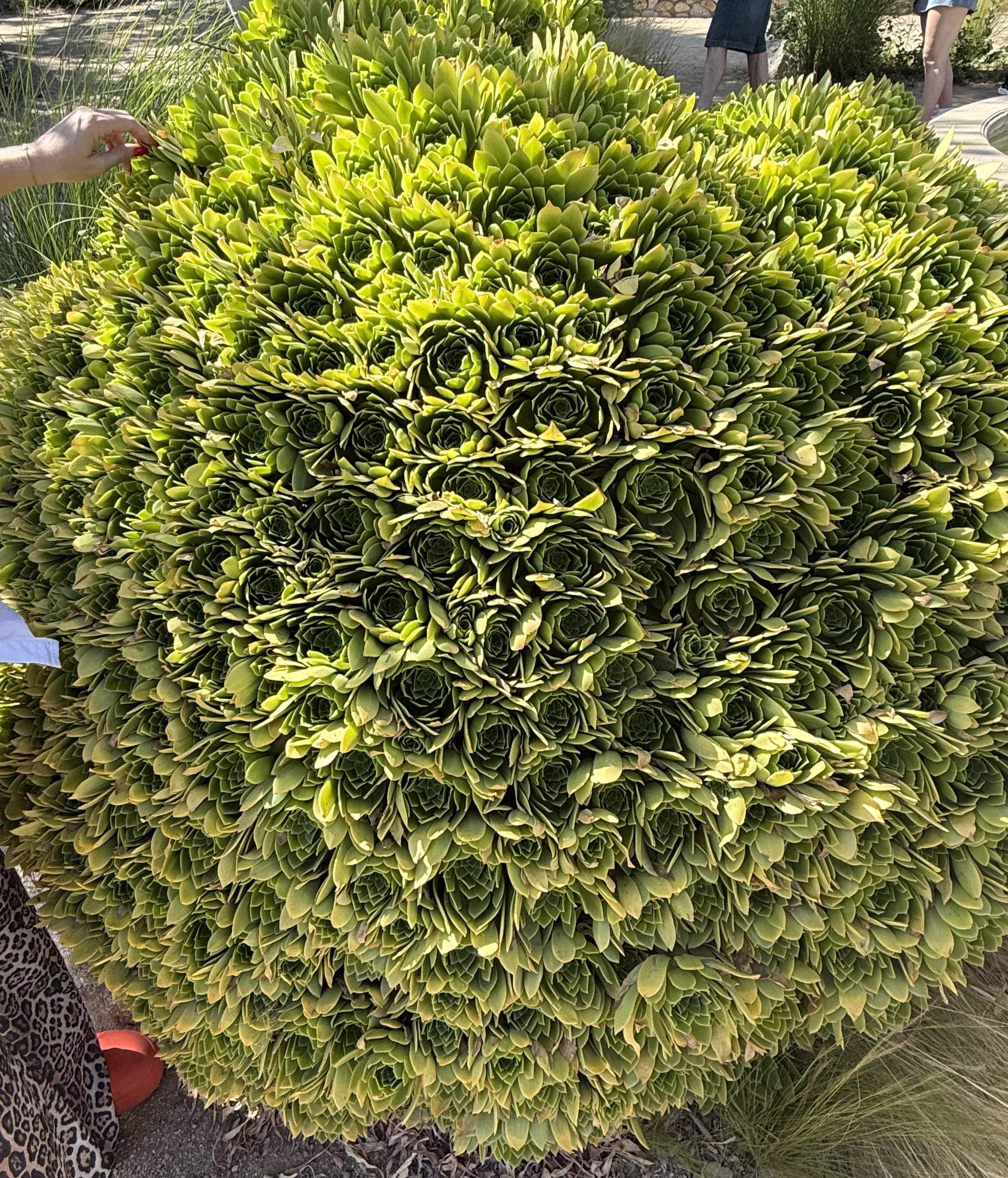 We Found 10 Oversized Wonders That Defy All Logic 🤯 30 Absolute Units of a succulent plant